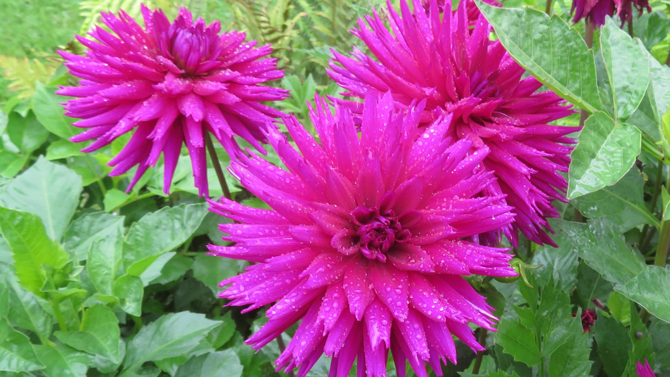 Three large dahlia flowers above green leaves.