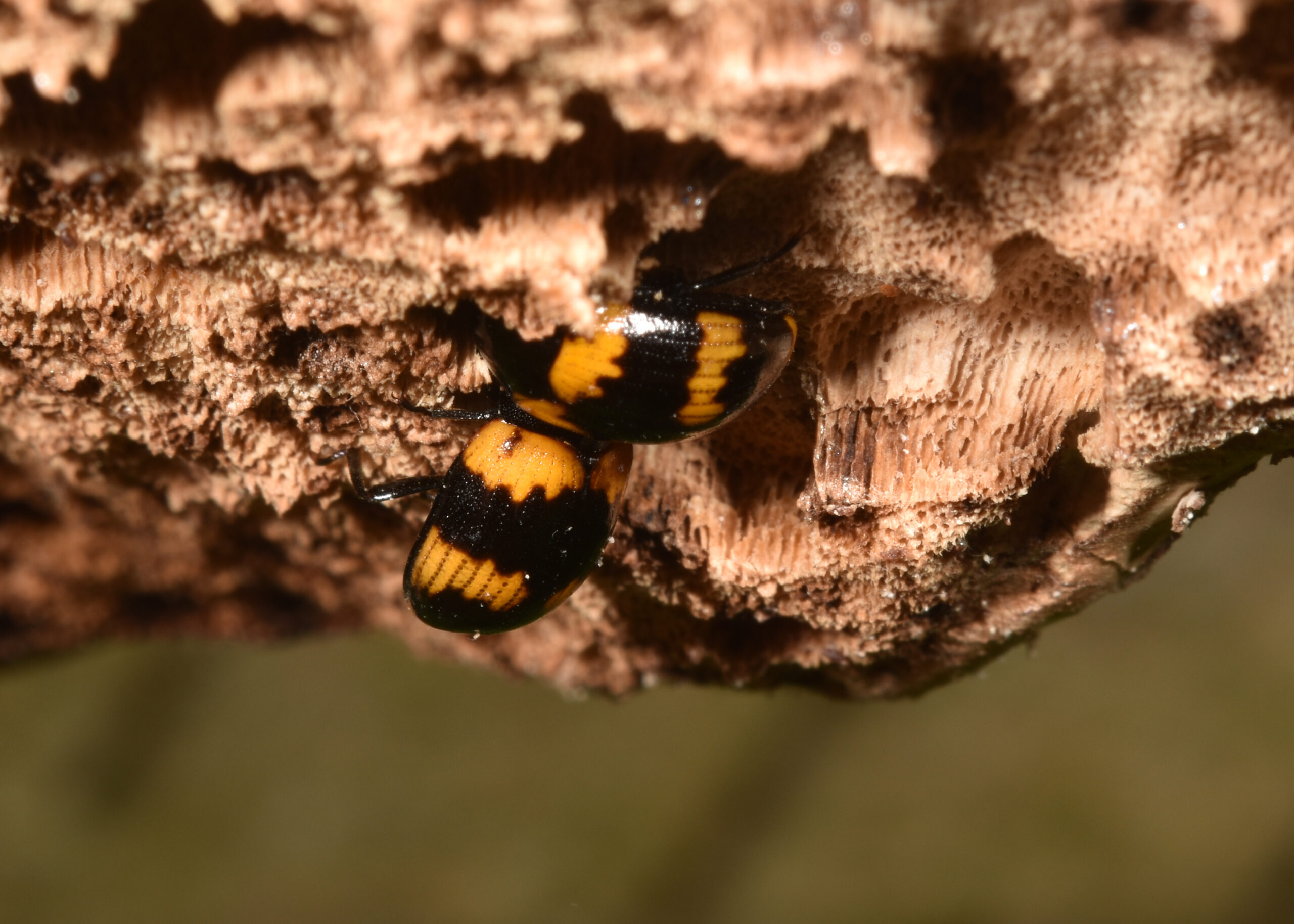 Diaperis boleti beetle.