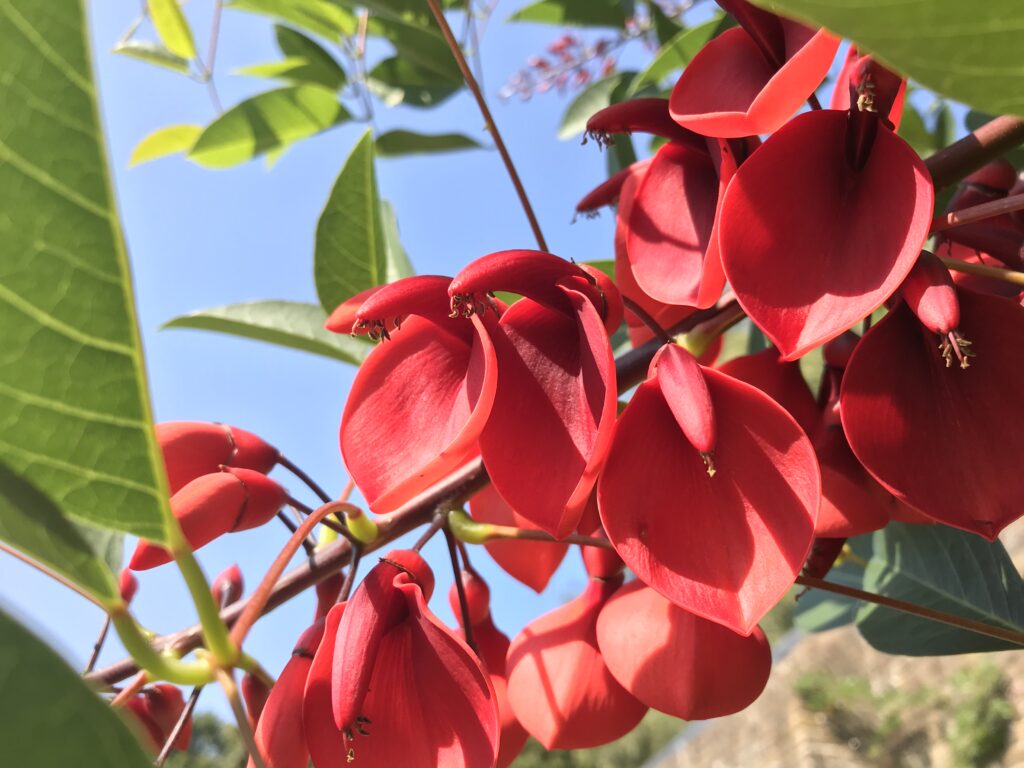 A cluster of coral-red flowers hanging from a branch with a blue sky behind them.