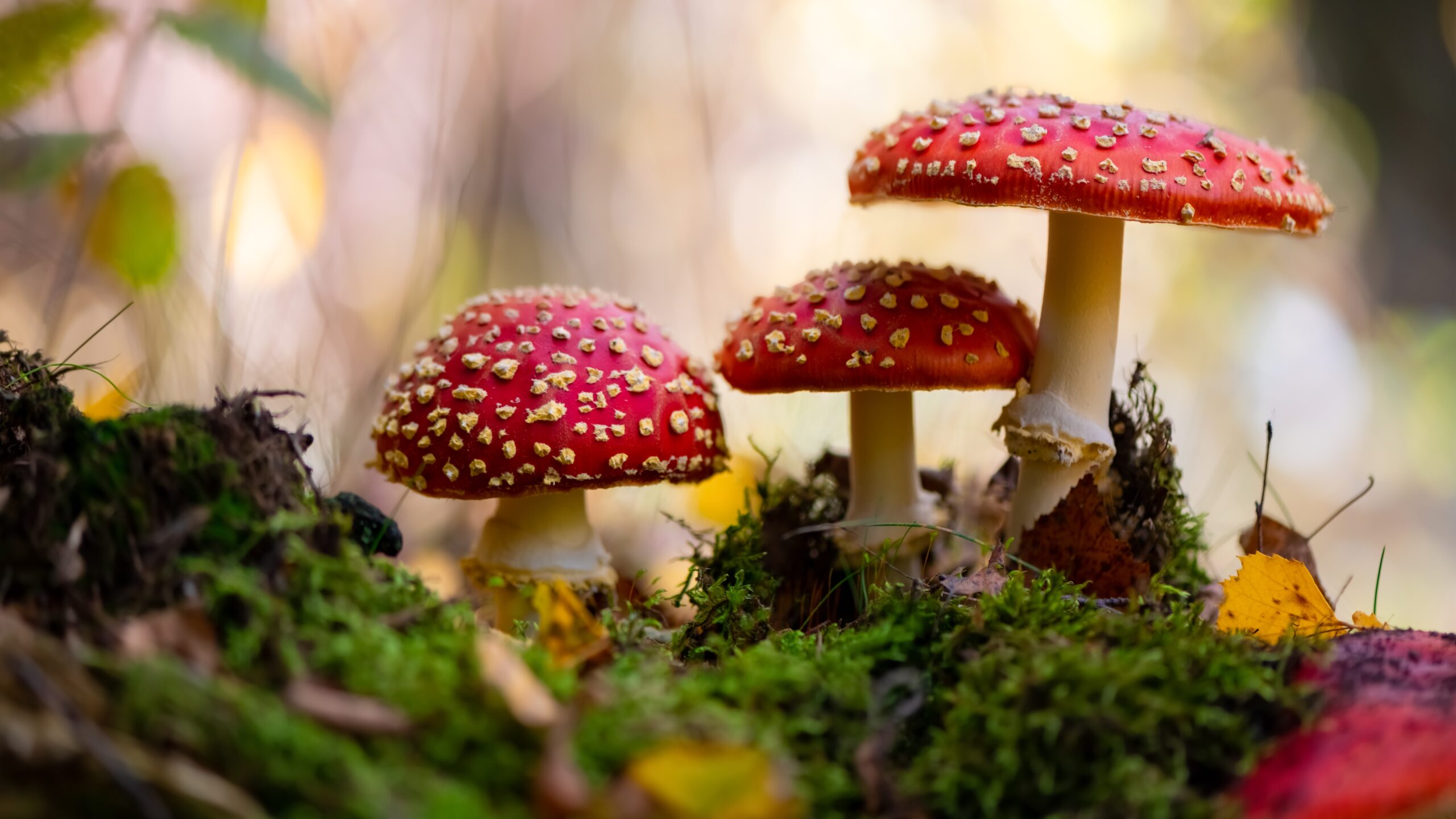 Fly agaric fungi.