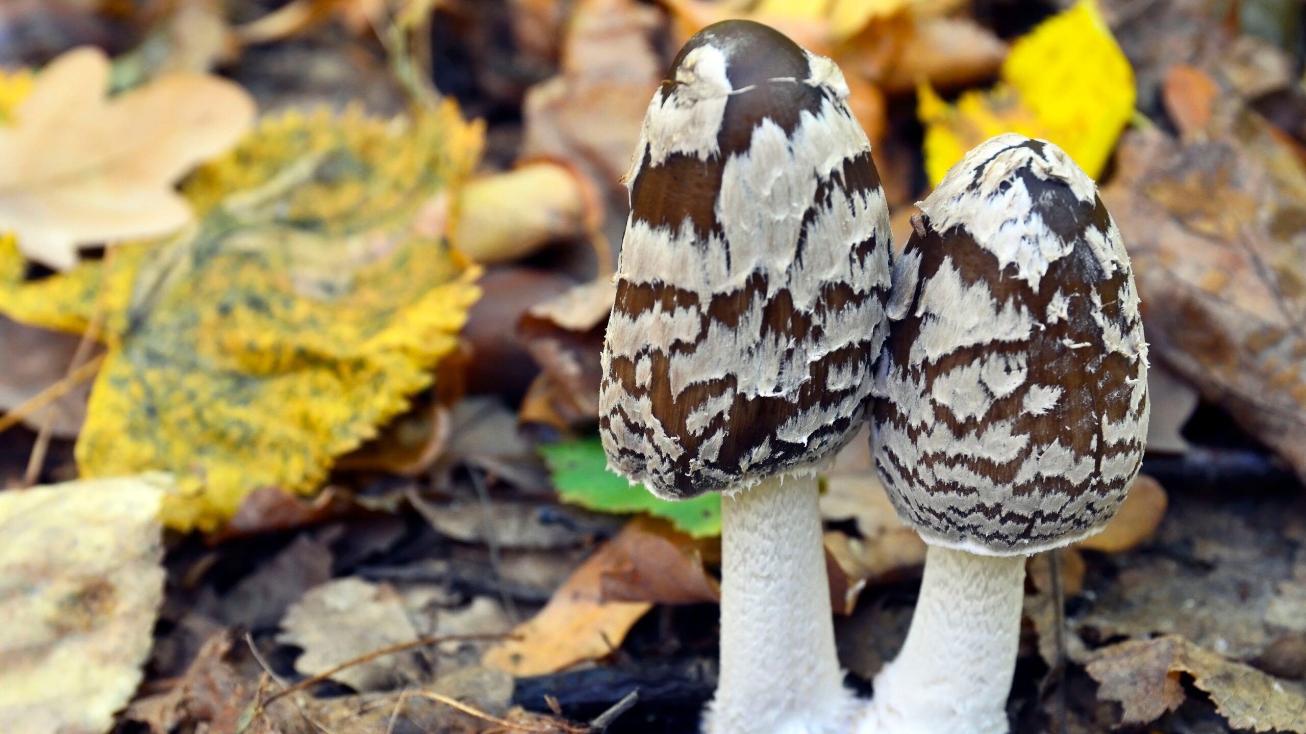 Magpie fungi.