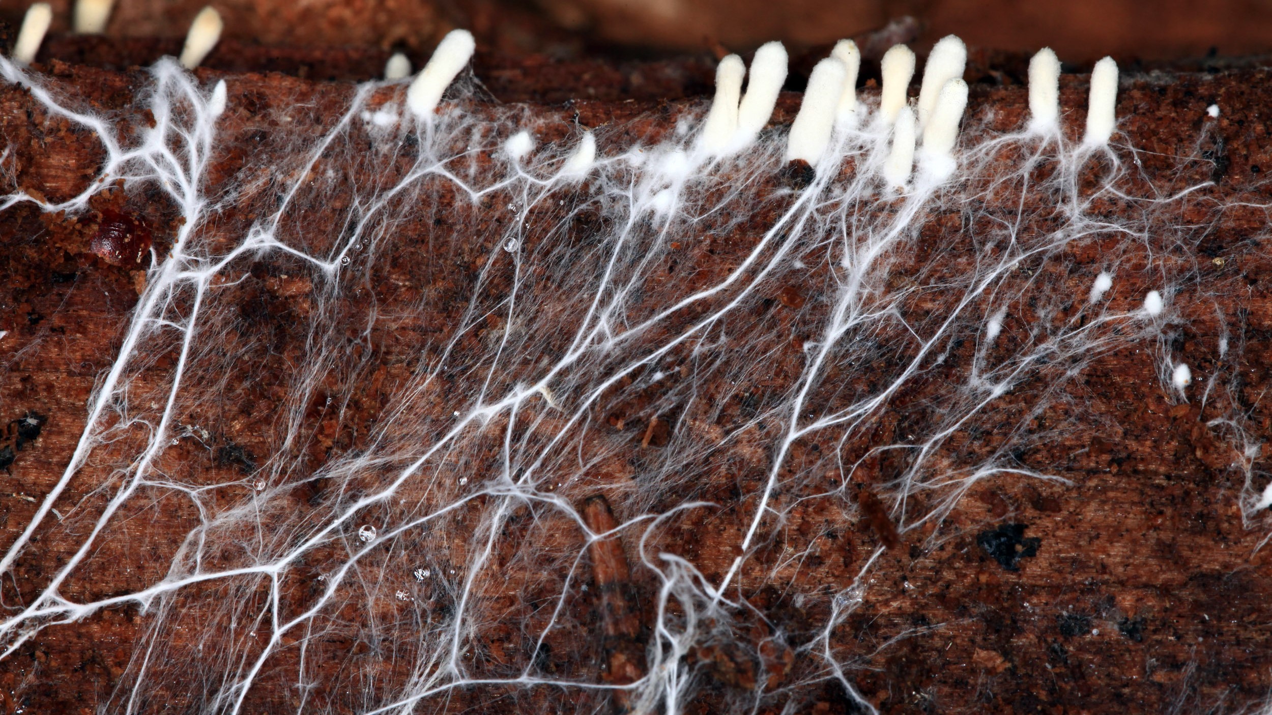 Mycelium of white mushroom.