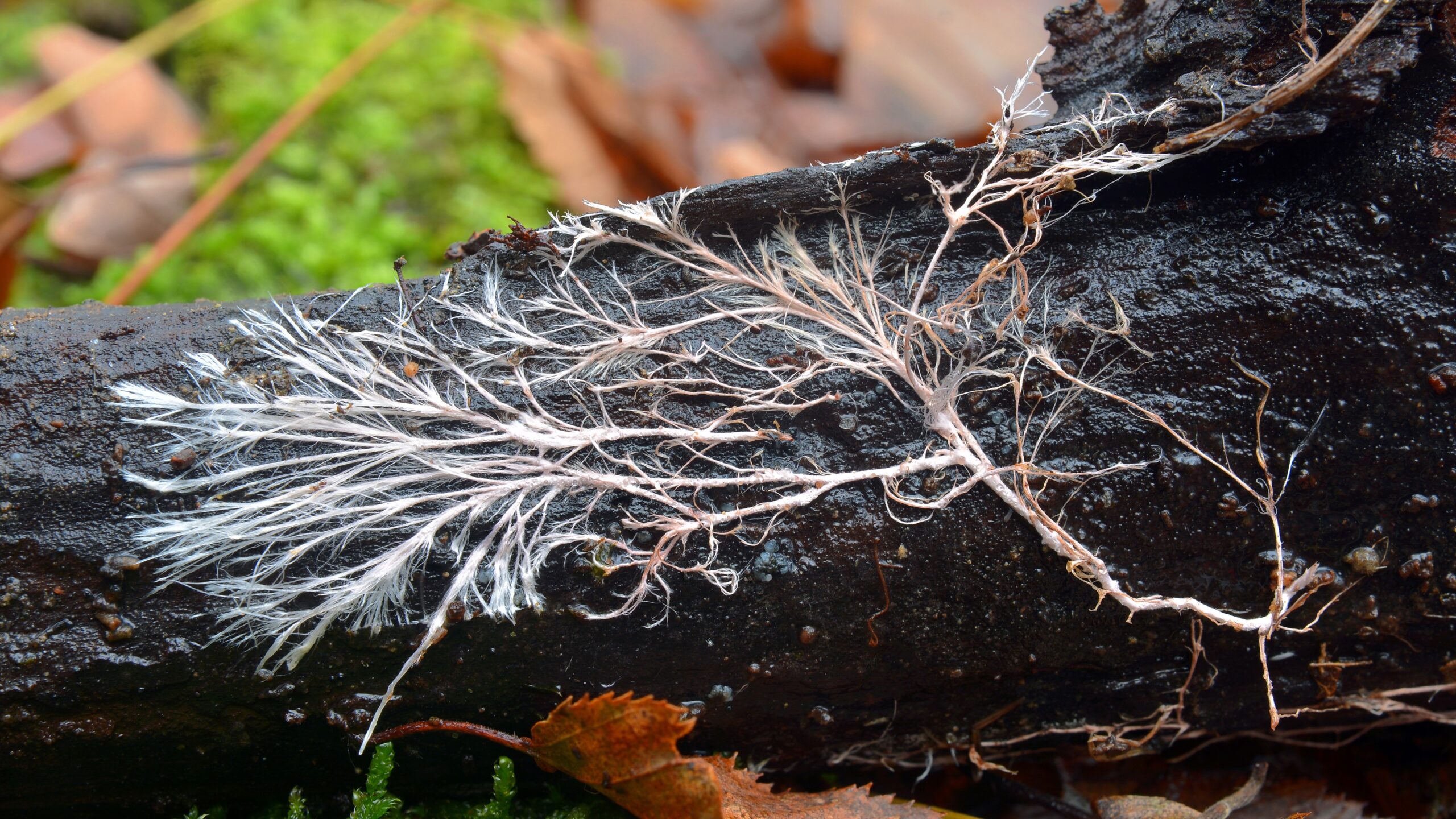 Fungi mycelium on old beam of wood.