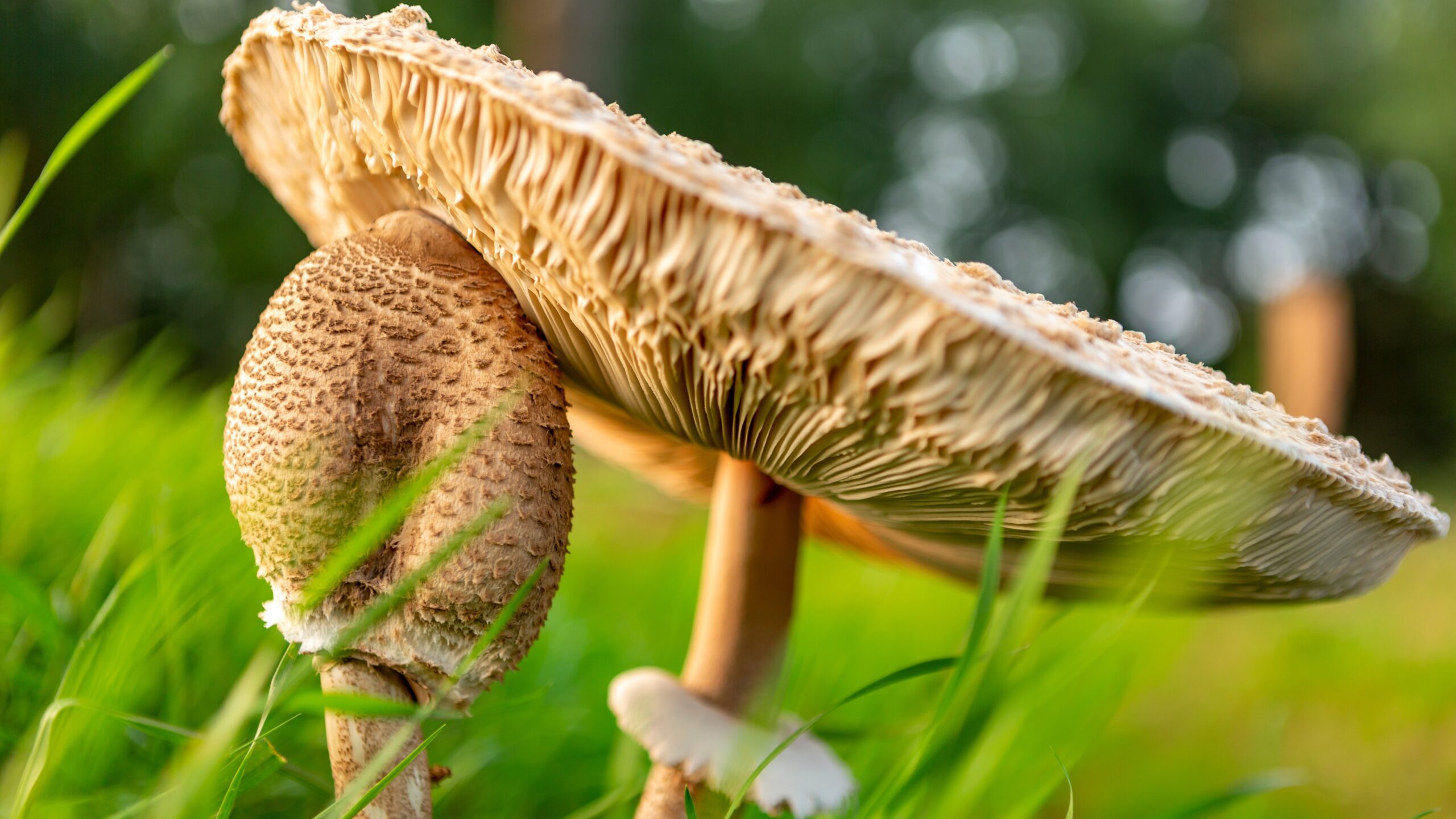 Parasol fungi