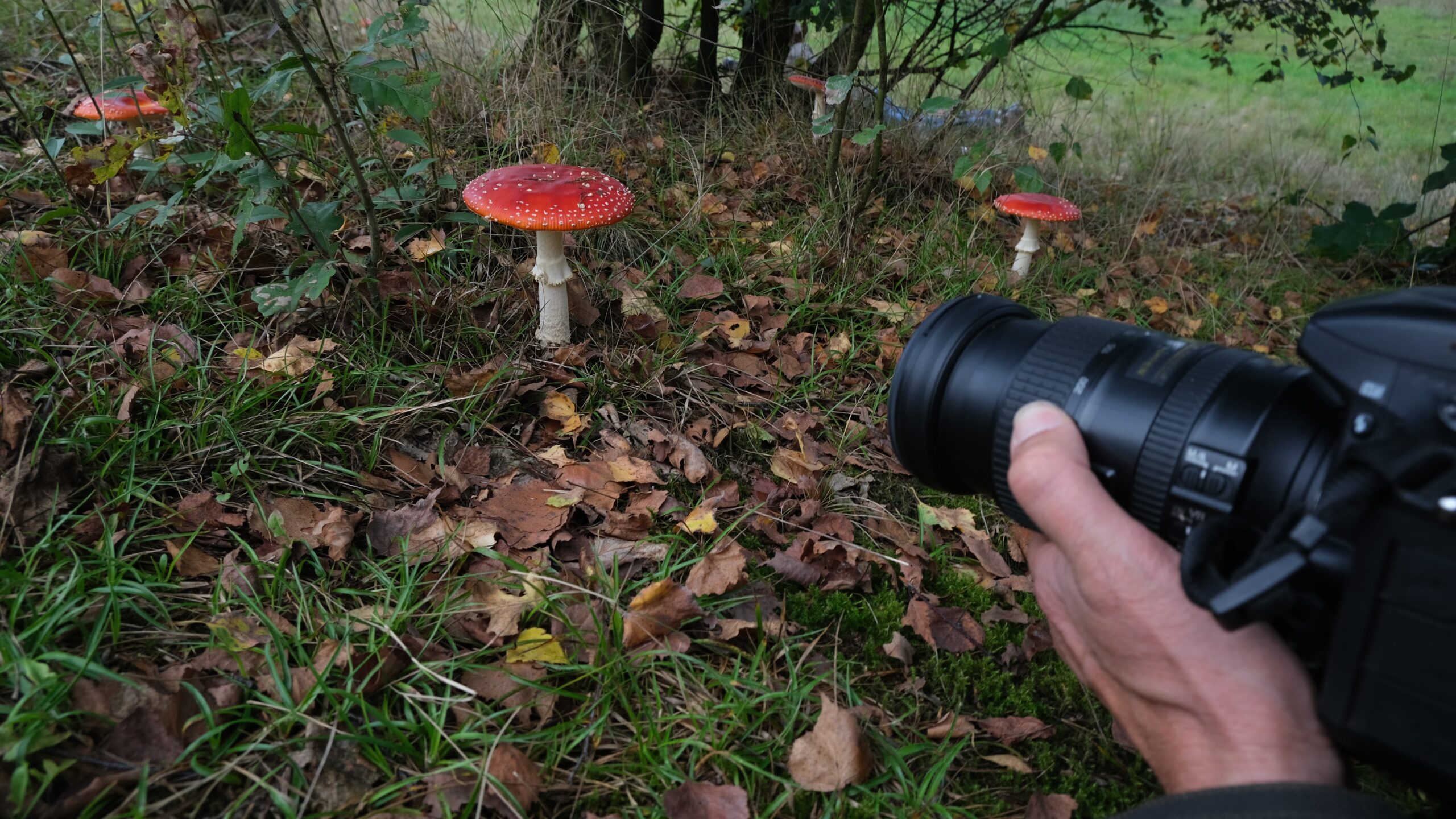 Person taking a photo of fly agaric fungi.