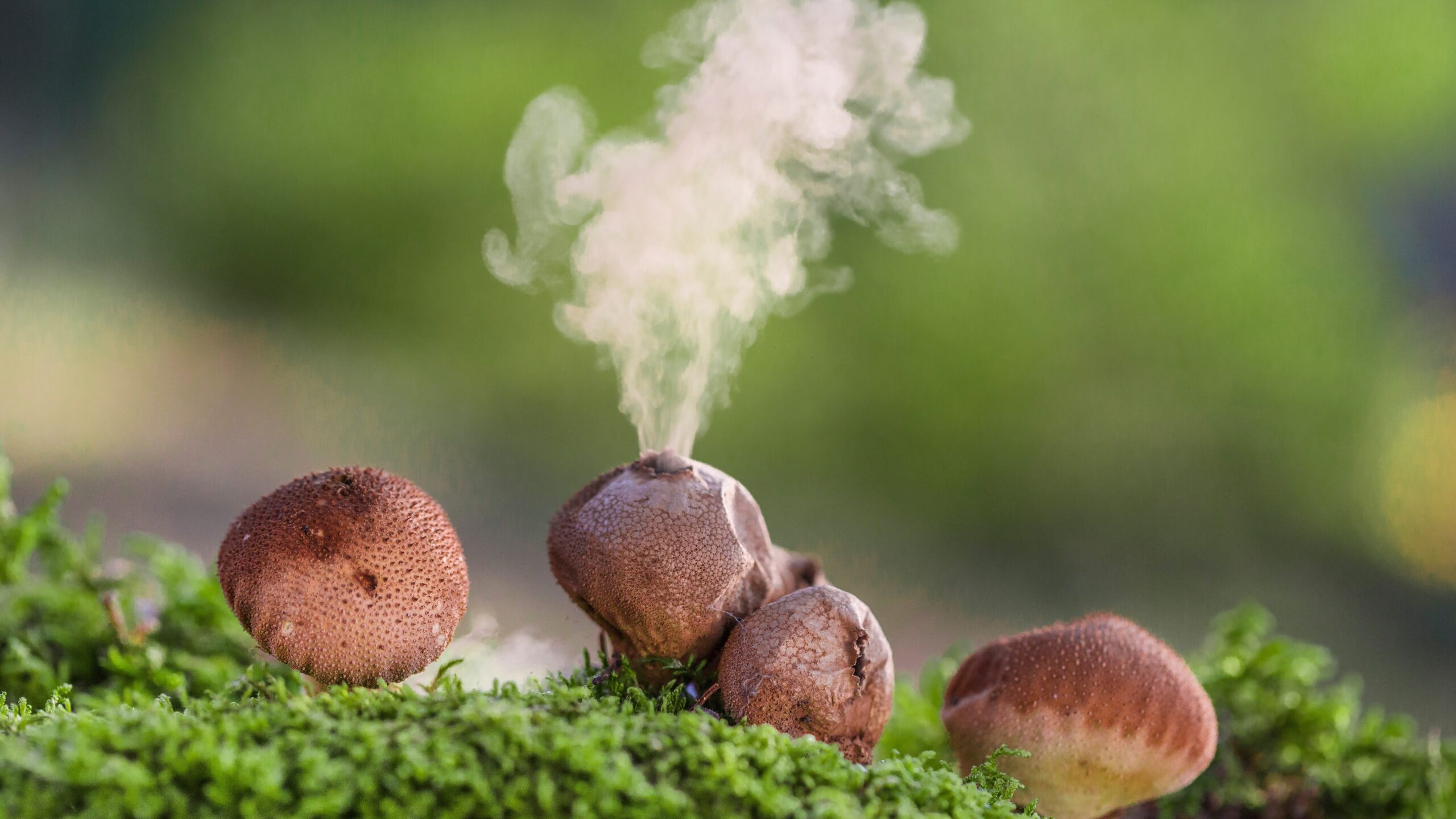 Puffball fungi releasing spores.