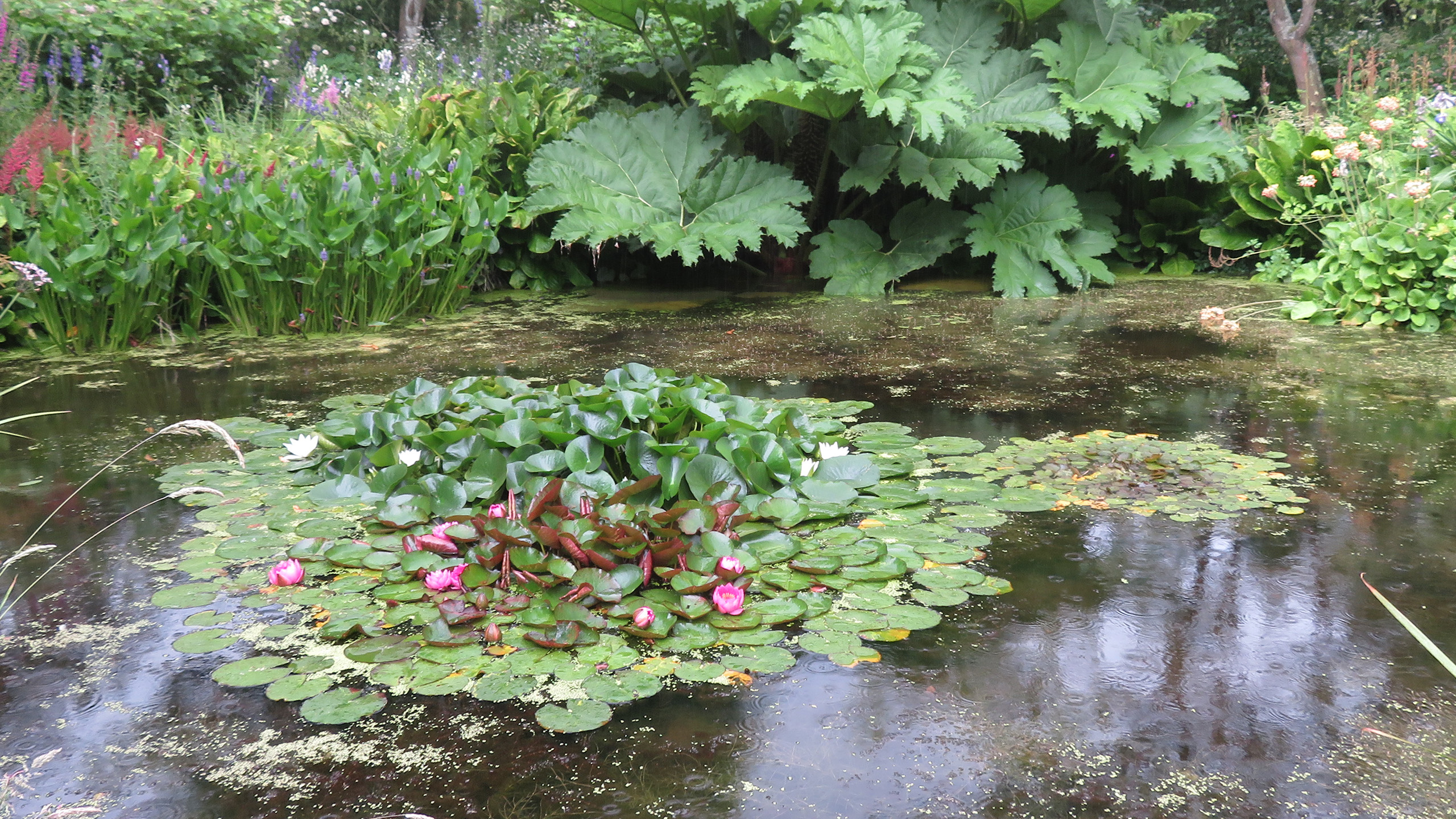 A large pond with a large group of lily pads sitting the middle. On the far bank are big green leaves and reeds.