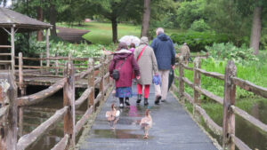 A group of Friends walks away from the camera, across a wooden bridge, followed by two goslings.