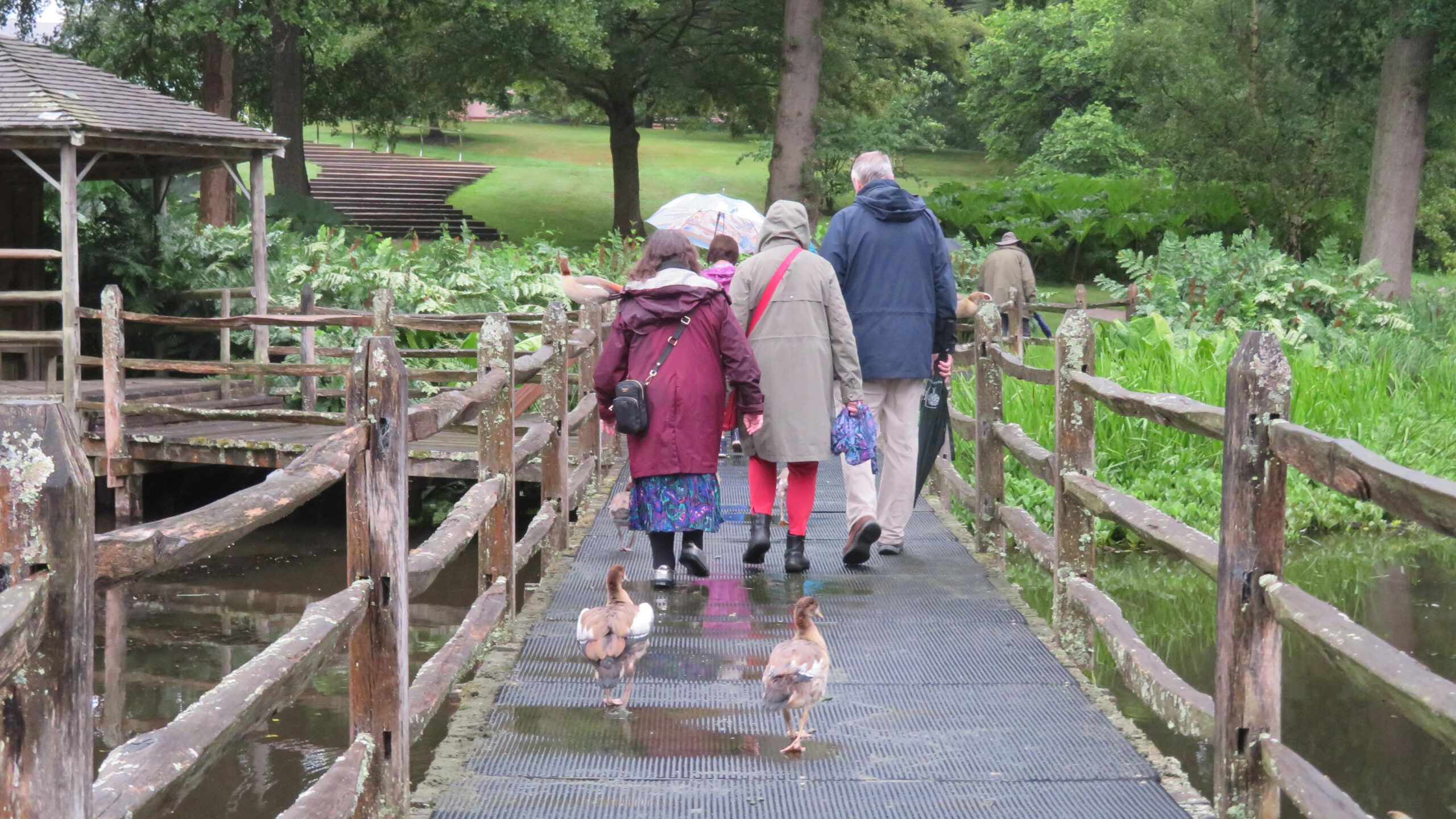 A group of Friends walks away from the camera, across a wooden bridge, followed by two goslings.