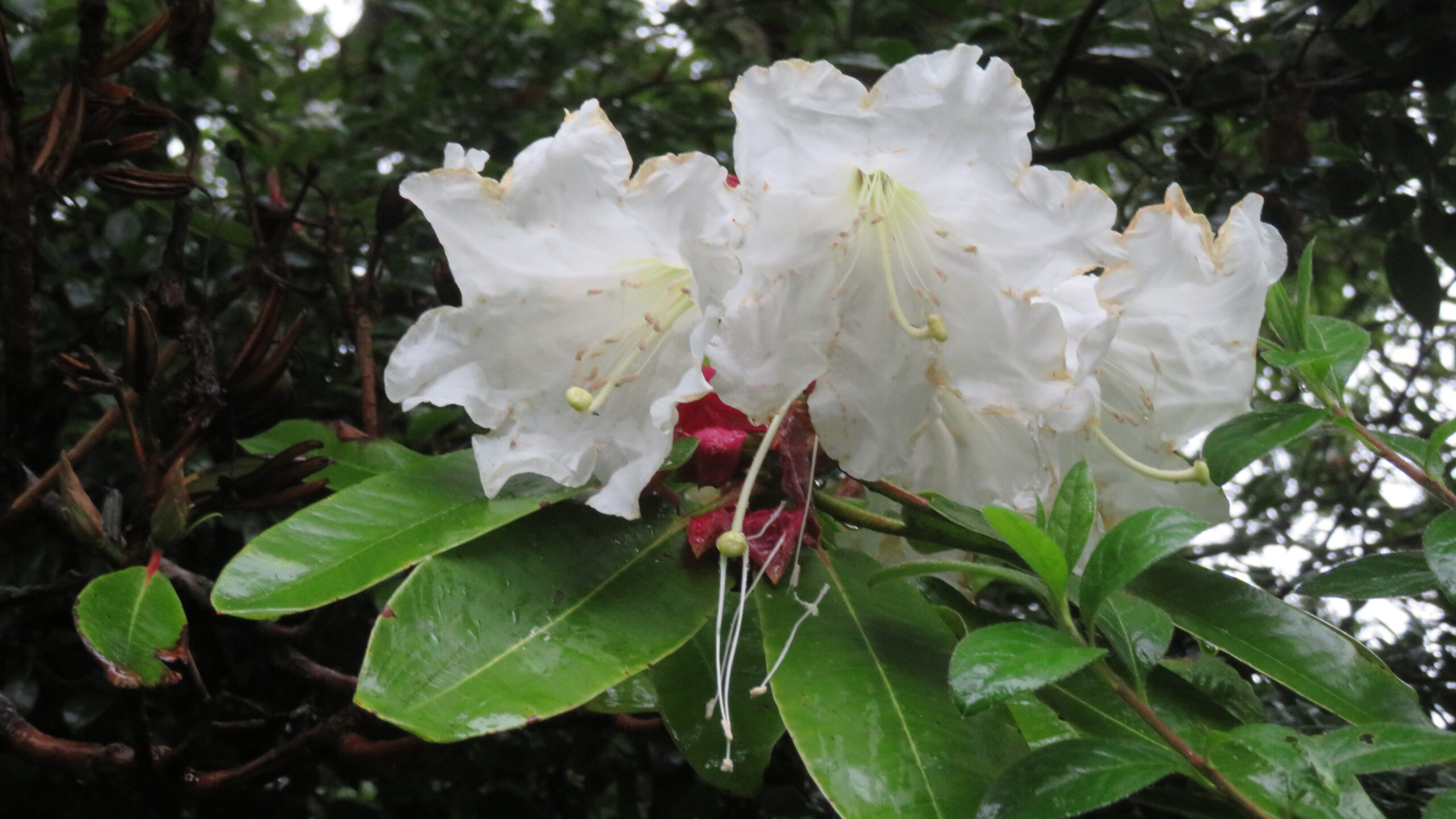 A close up of large white petals from a Rhododendron 'Polar bear' surrounded by large green leaves.