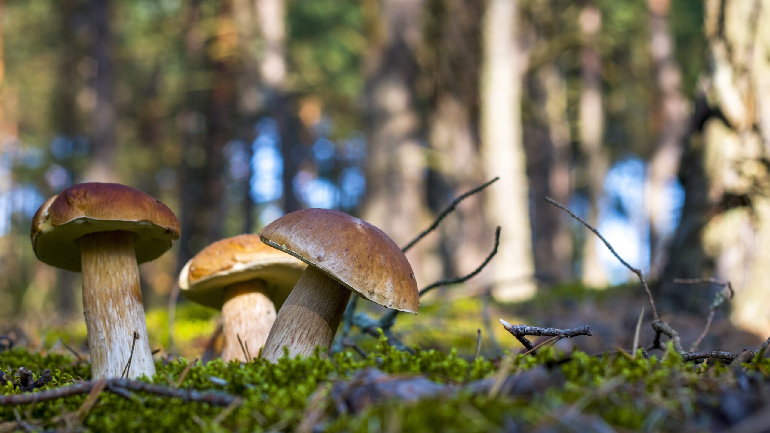 Three cep fungi.