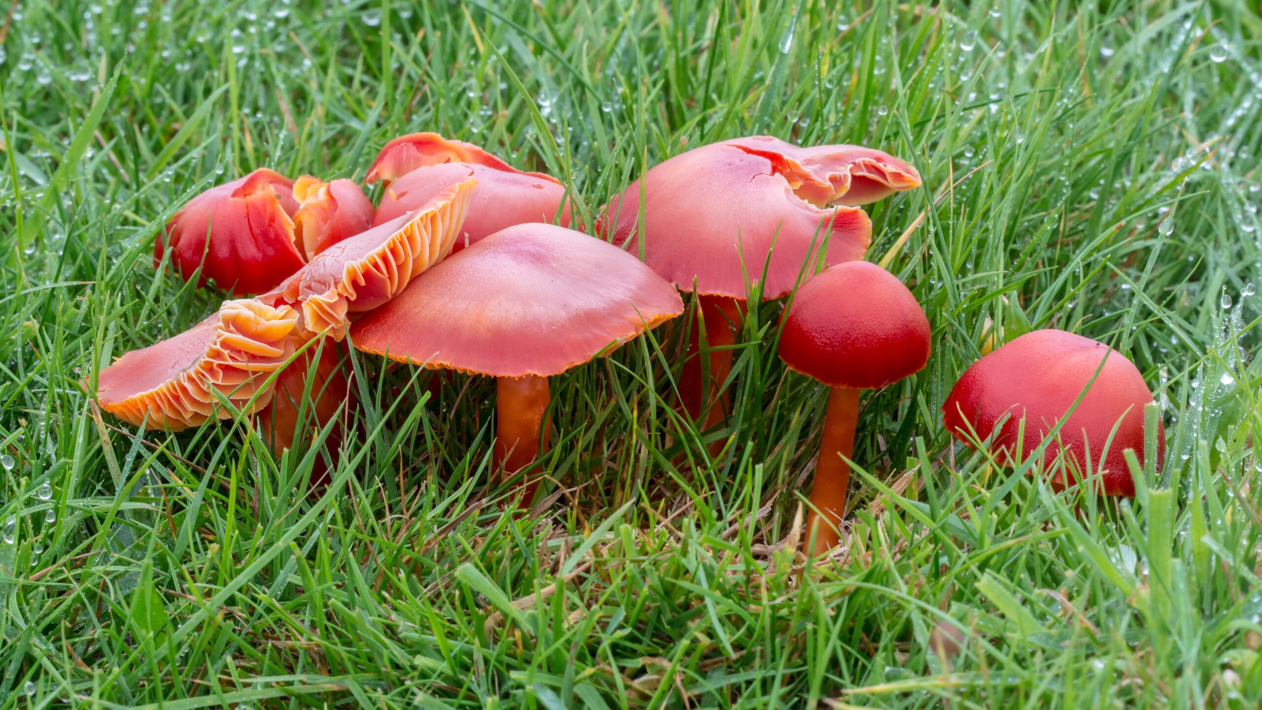 Wax cap fungi