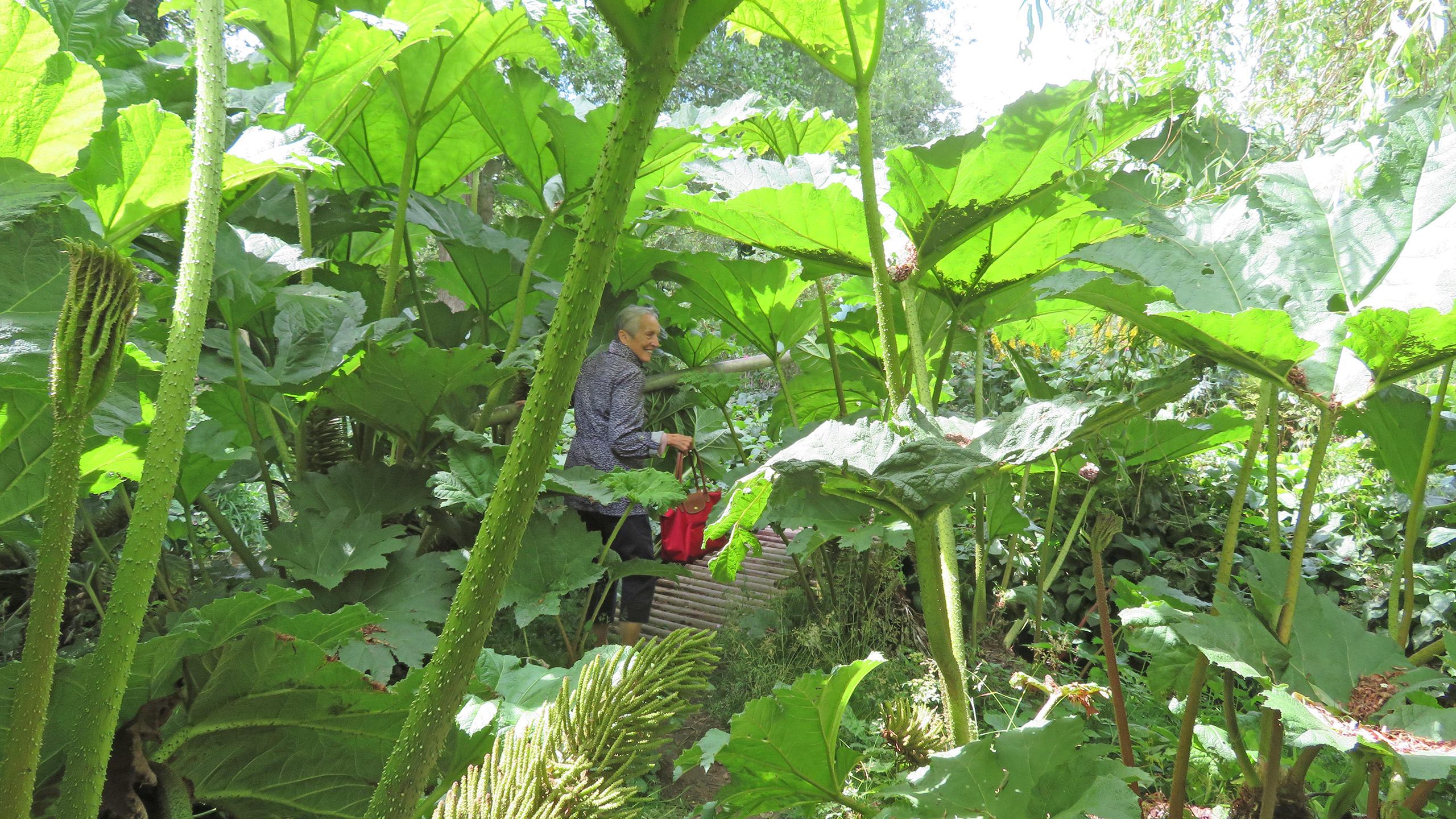Large gunnera leaves extend from the ground, with some stretching out of the picture. A person walks through the gunnera along a footpath away from the camera.