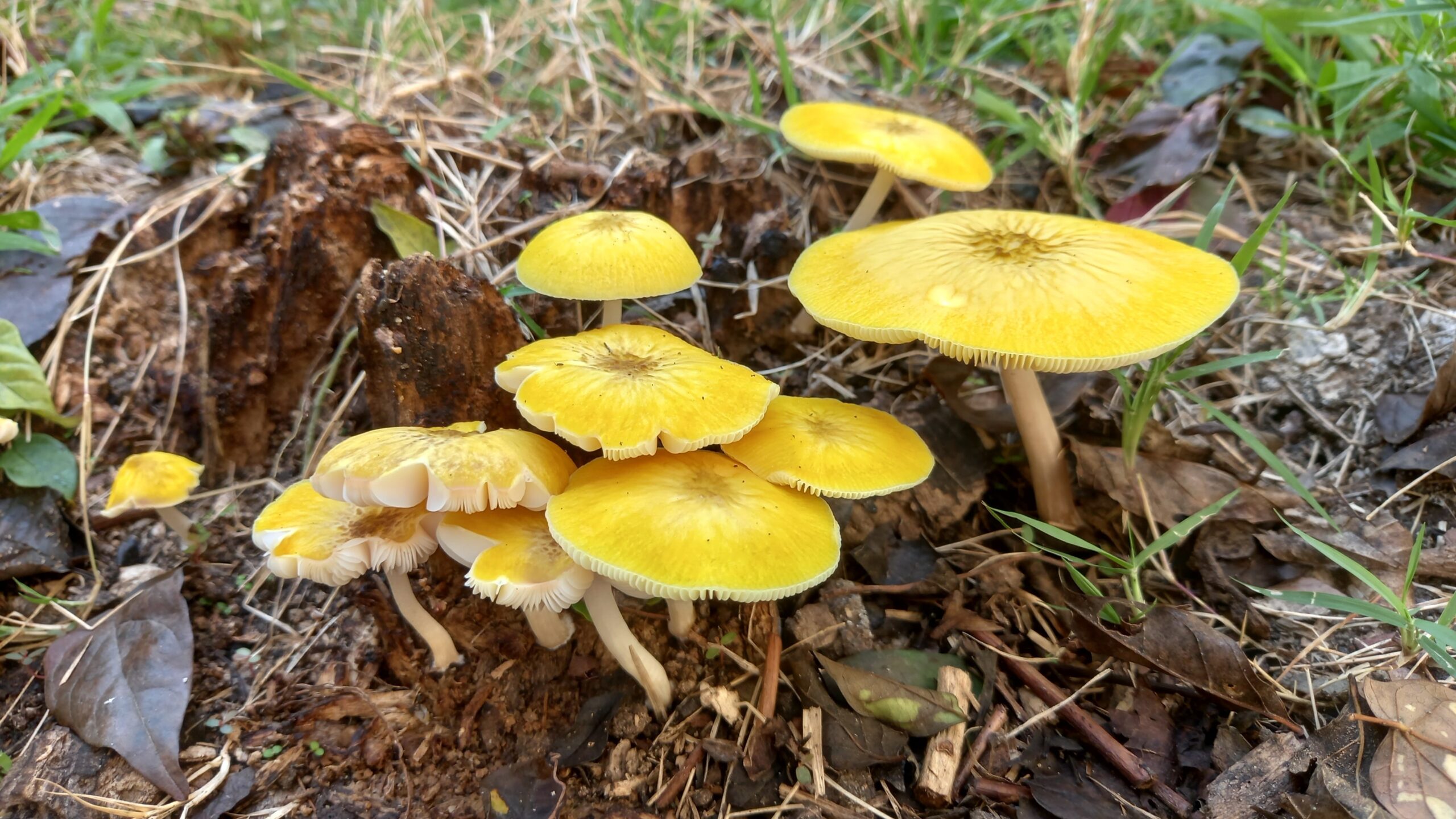 Yellow wax cap fungi