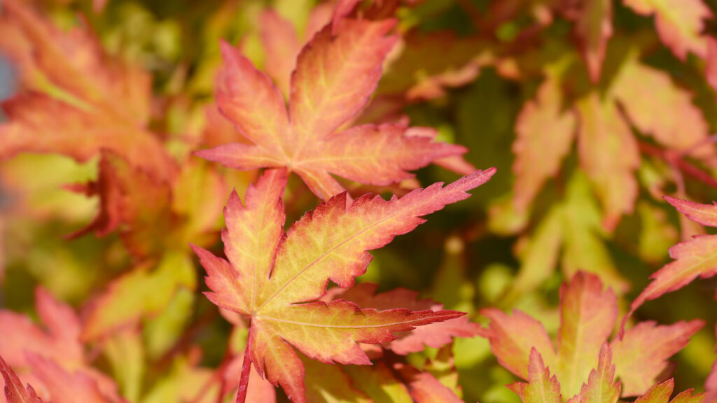 A close up of two acer leaves with five lobes each, turning yellow in autumn. Behind them are more leaves