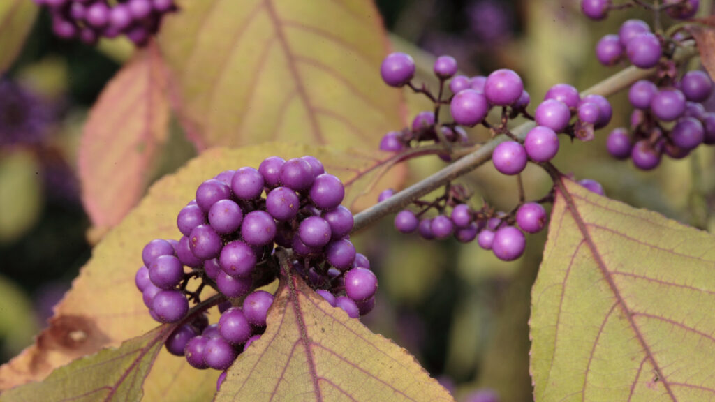 A thin branch with three clusters of violet-purple berries
