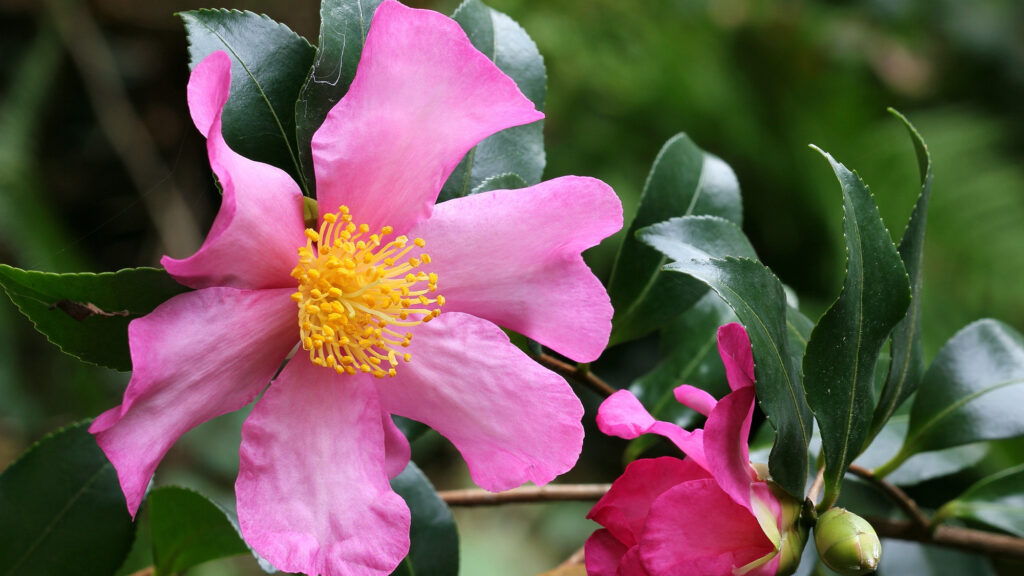 A large flower of pink petals with a yellow centre surrounded by green leaves