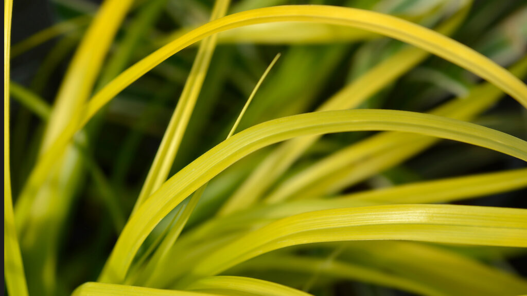 A close up of long thin golden-yellow grass arching to the right.