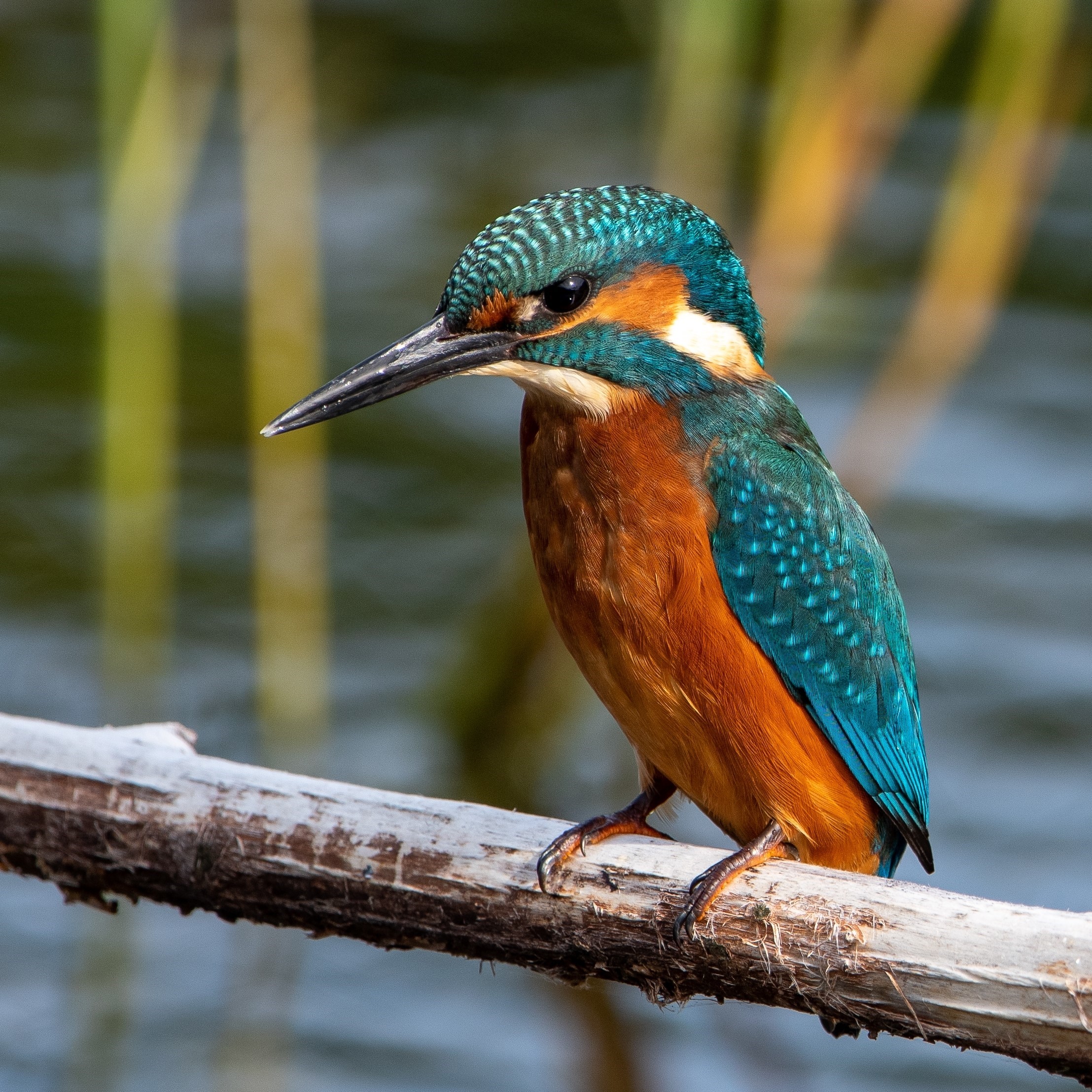 Multi-coloured Kingfisher bird standing on bark. Blurred background.