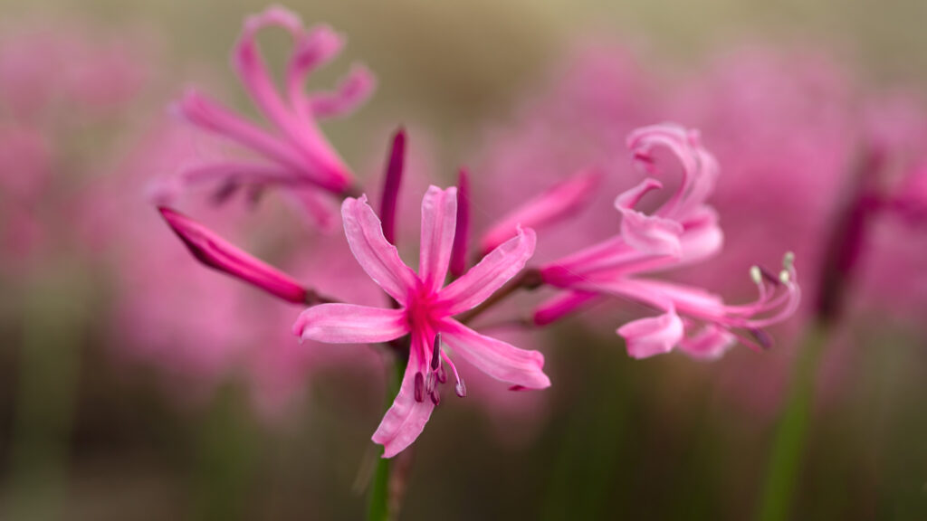 A close up of three funnel-shaped pink flowers