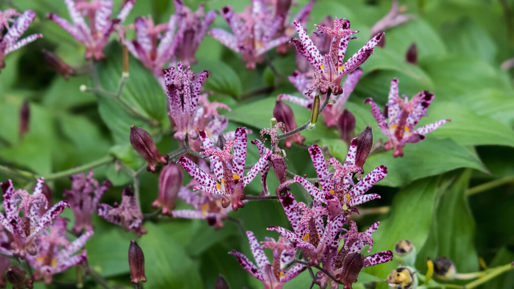 A close up of a cluster of small purple and white speckled flowers growing above green leaves.