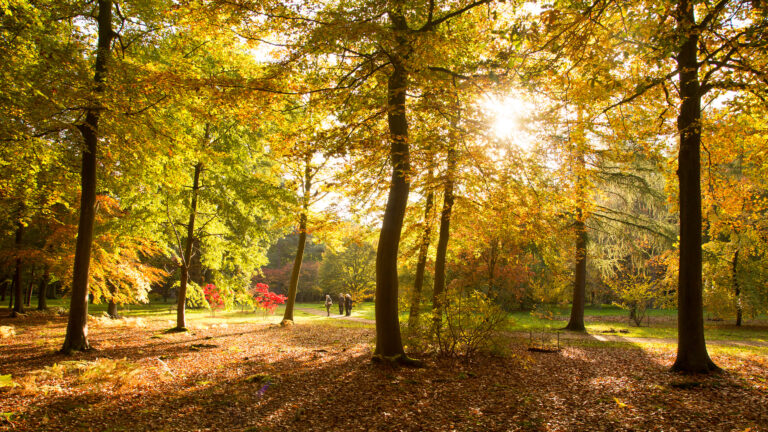 Sunlight streams through trees of autumn leaves