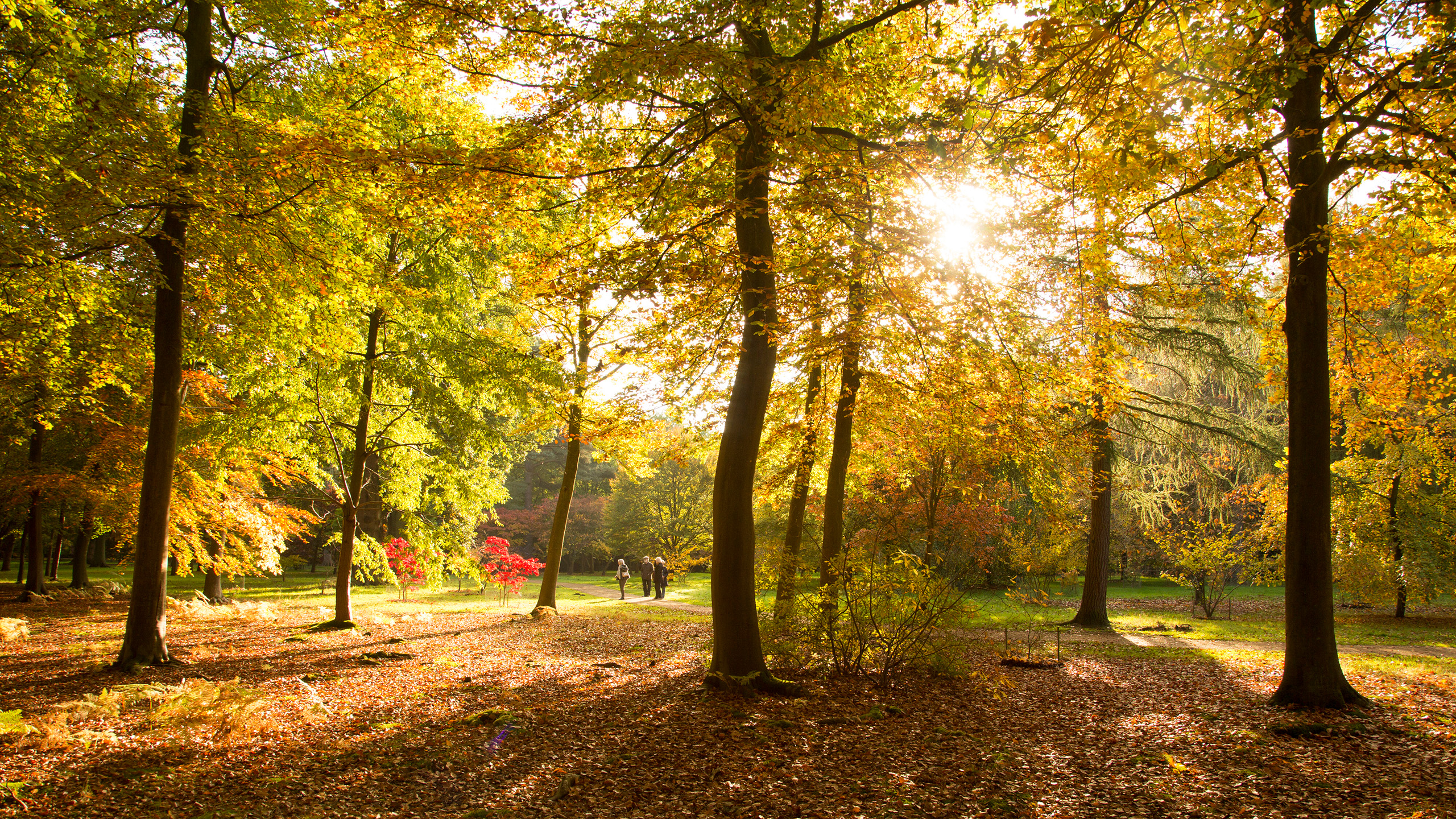 Sunlight streams through trees of autumn leaves