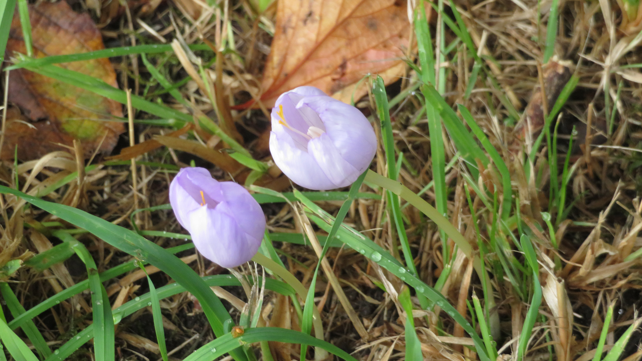 Two small buds of mauve petals growing from the ground