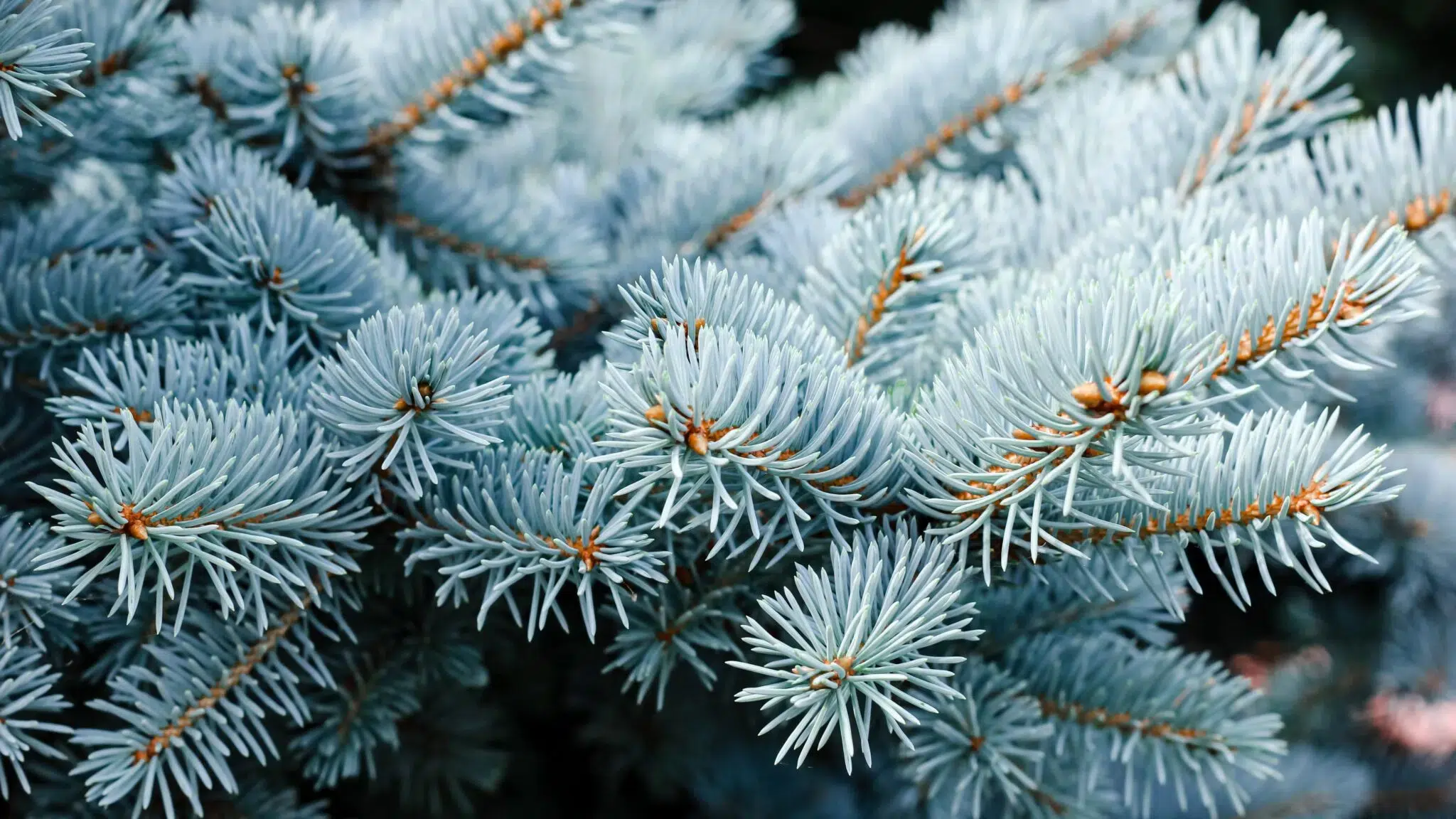 Foliage of Blue Spruce Christmas tree.