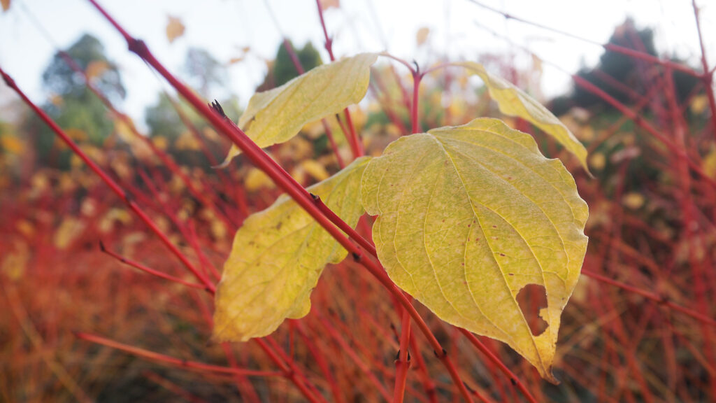 A close up of an orange leaf on a deep red stem