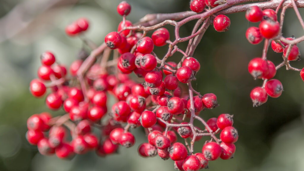 Red berries on a branch