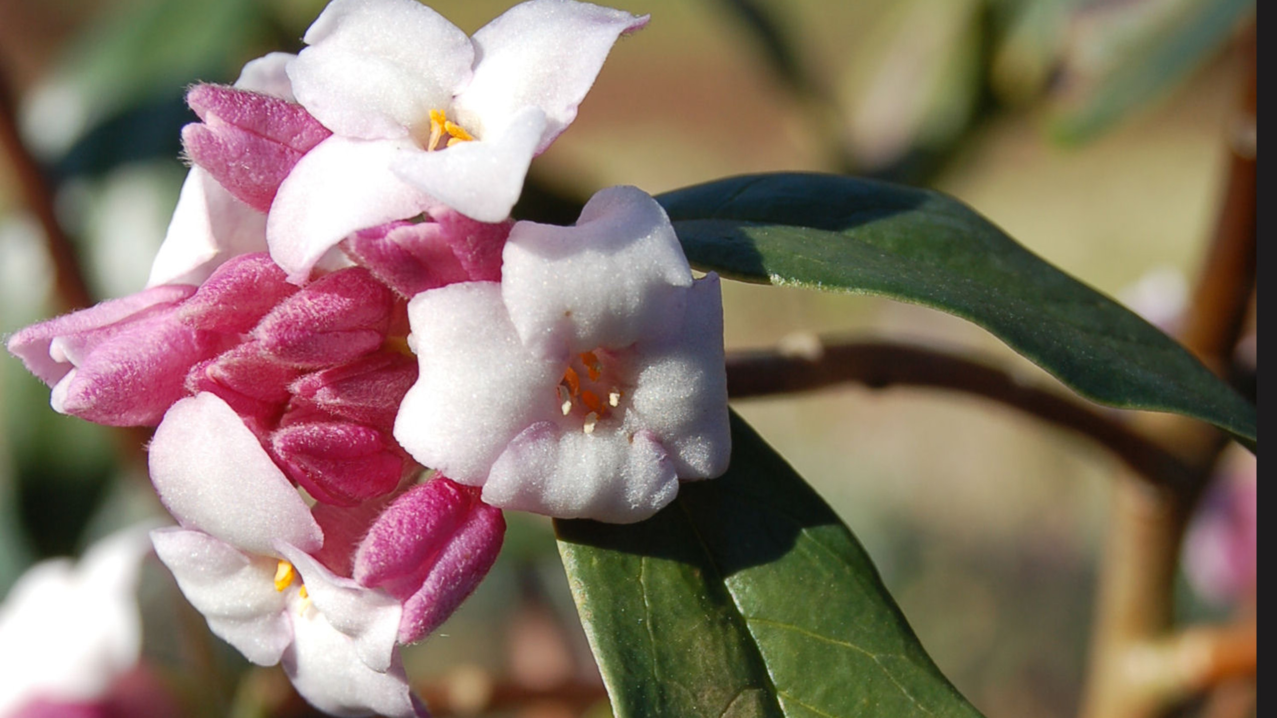 Pink flowers grow from a branch with green leaves