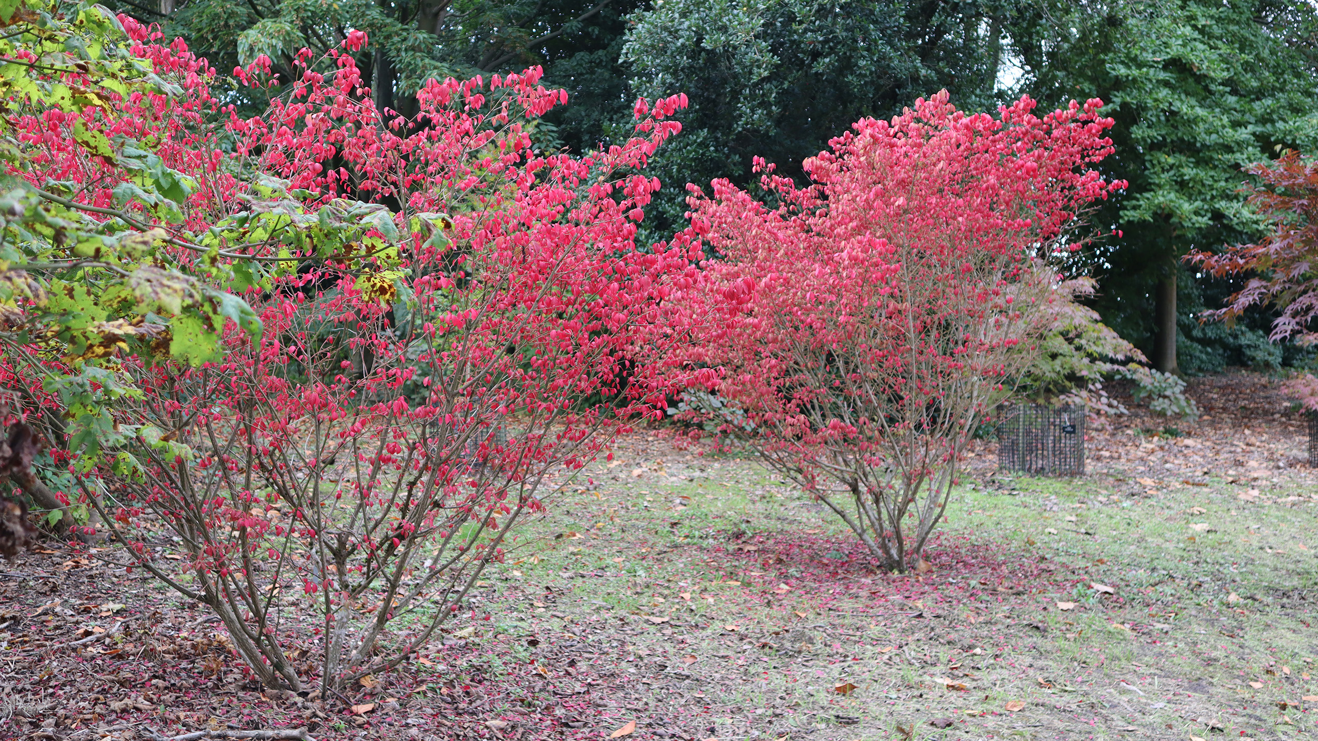Two bushes of red leaves