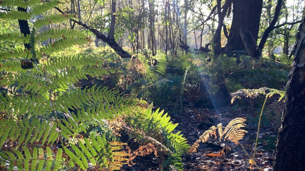 Forest with a close up of bracken.