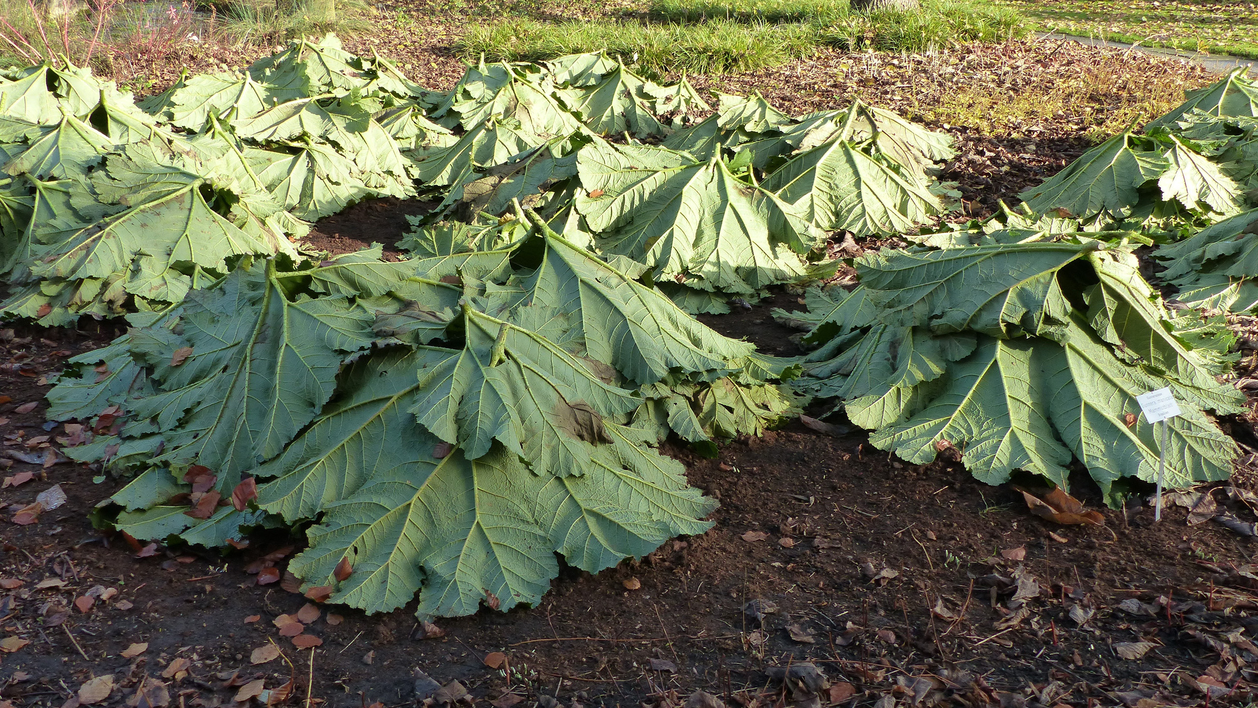 Gunnera plants with their leaves removed and placed on top like a pyramid