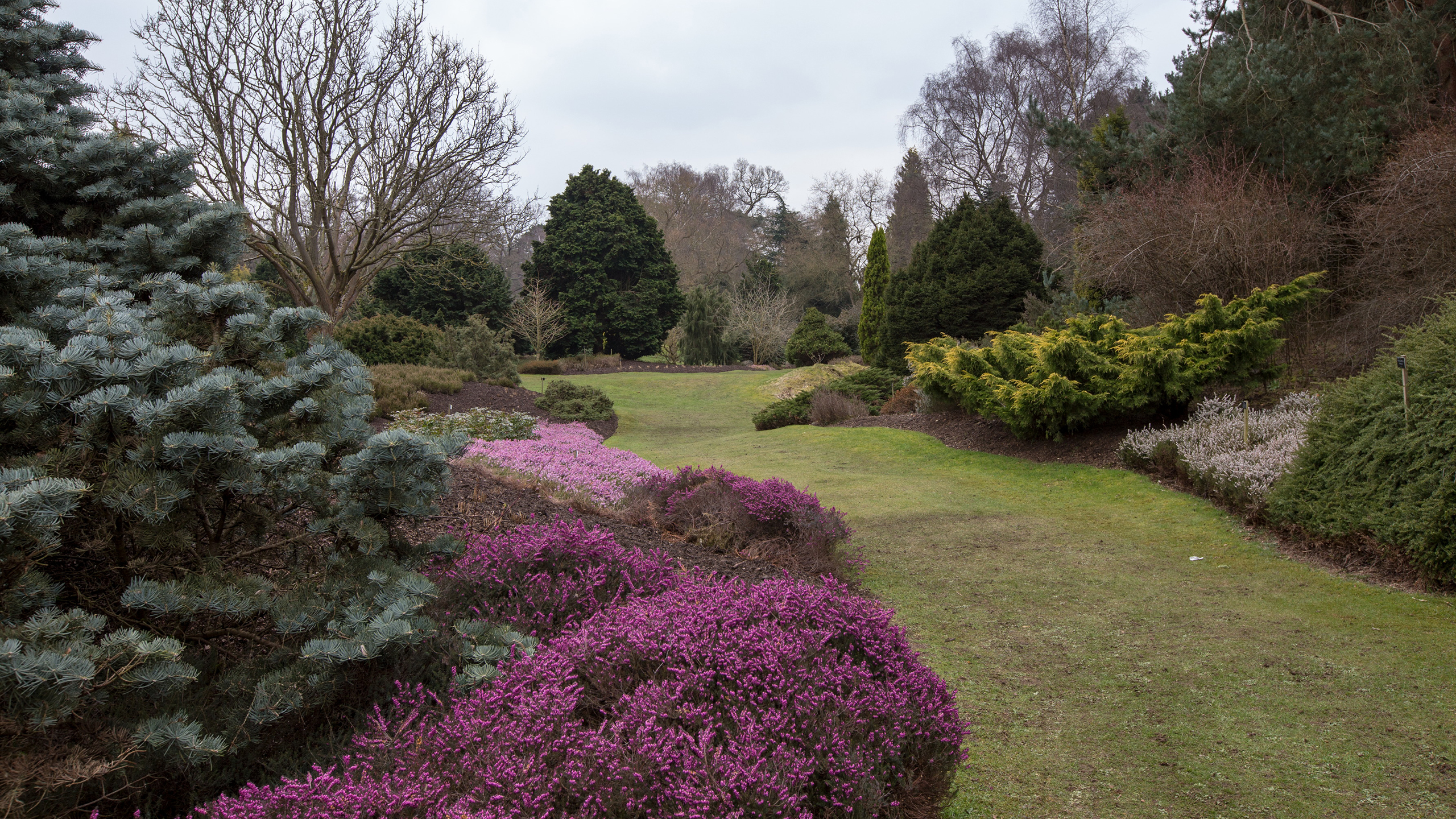 a grass footpath with purple heathers and a conifer to the left