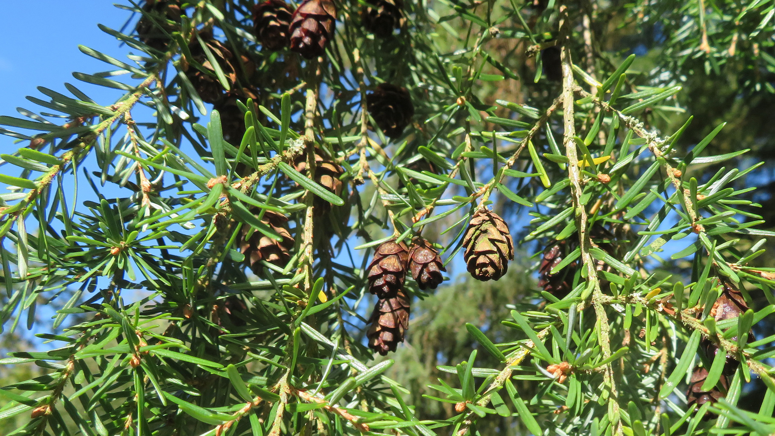 Four pinecones hang from a tree