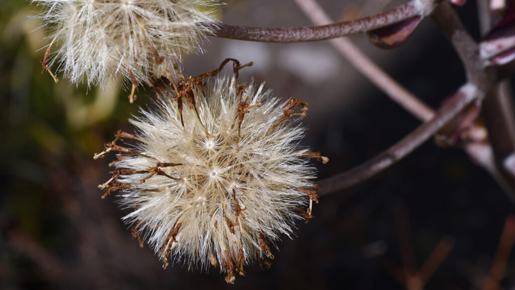 A close up of a dandelion-seed type flower, with seeds sticking out in a circle