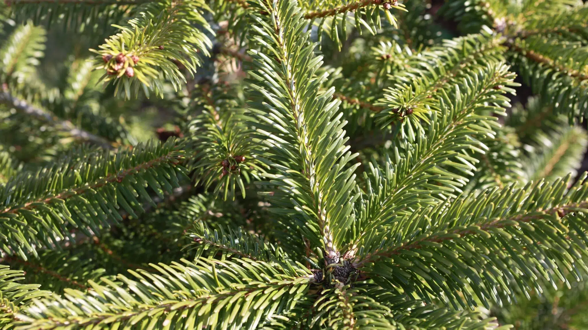 Green foliage of Nordmann fir Christmas tree.