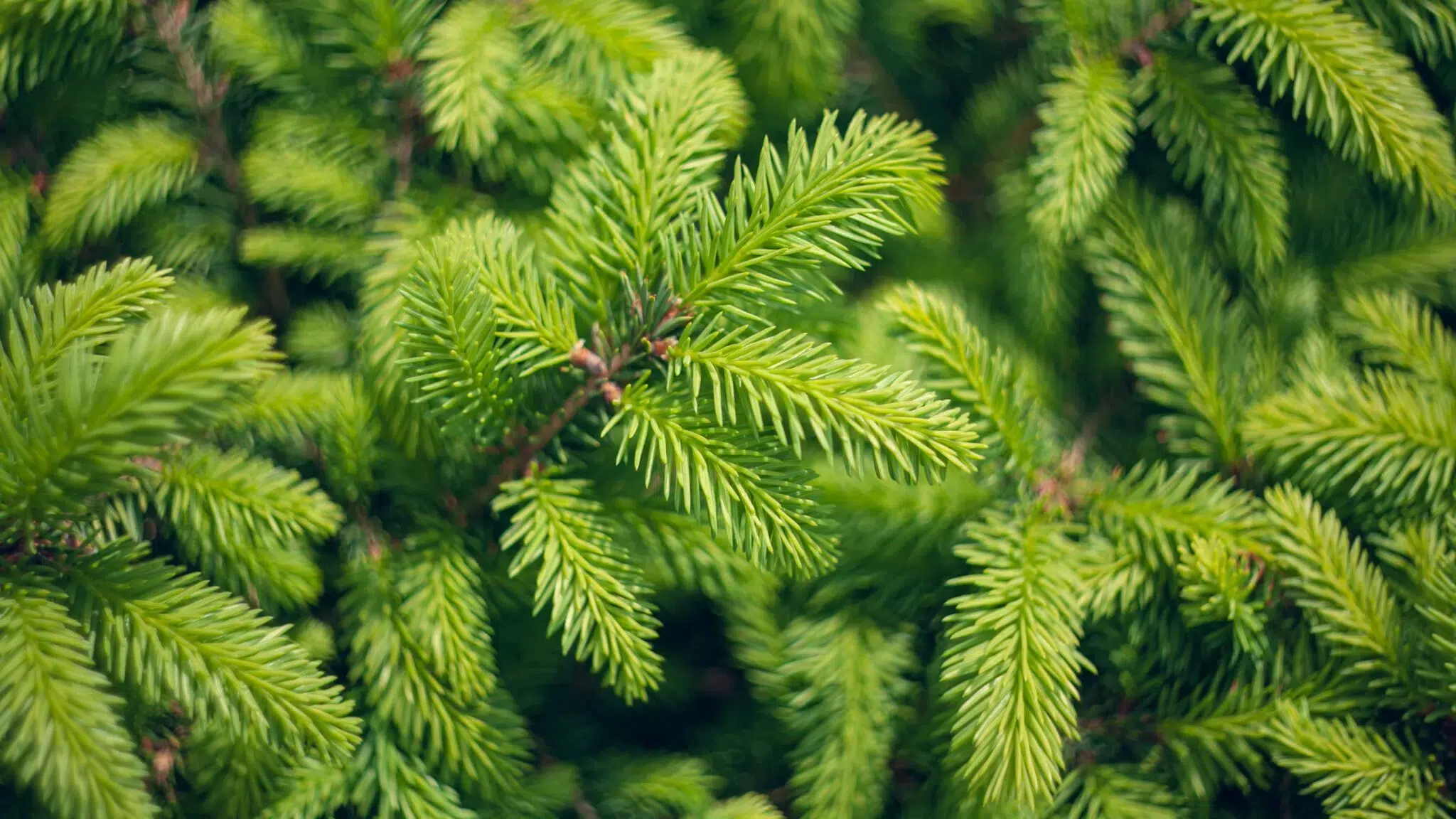 Green foliage of Norway spruce Christmas tree.
