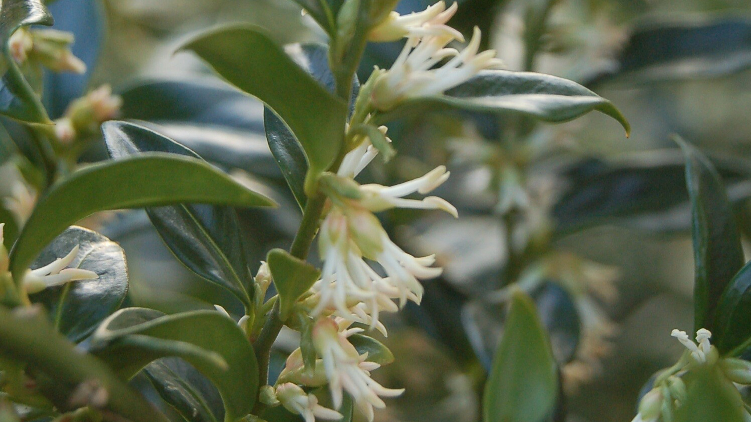White petals grow from an erect stalk with green leaves