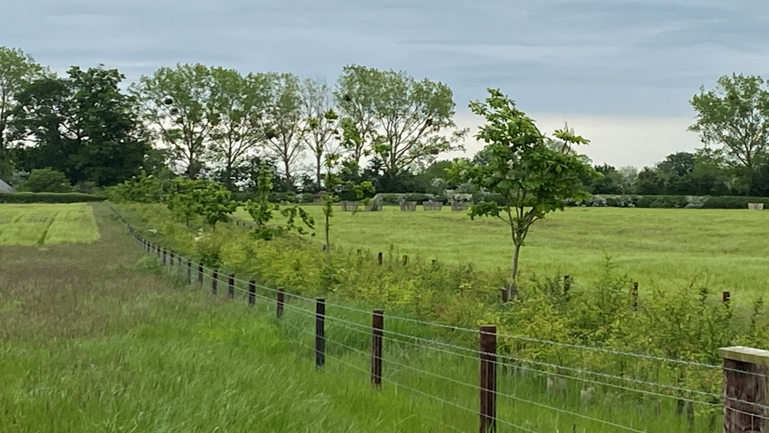 A newly planted hedge line in a field