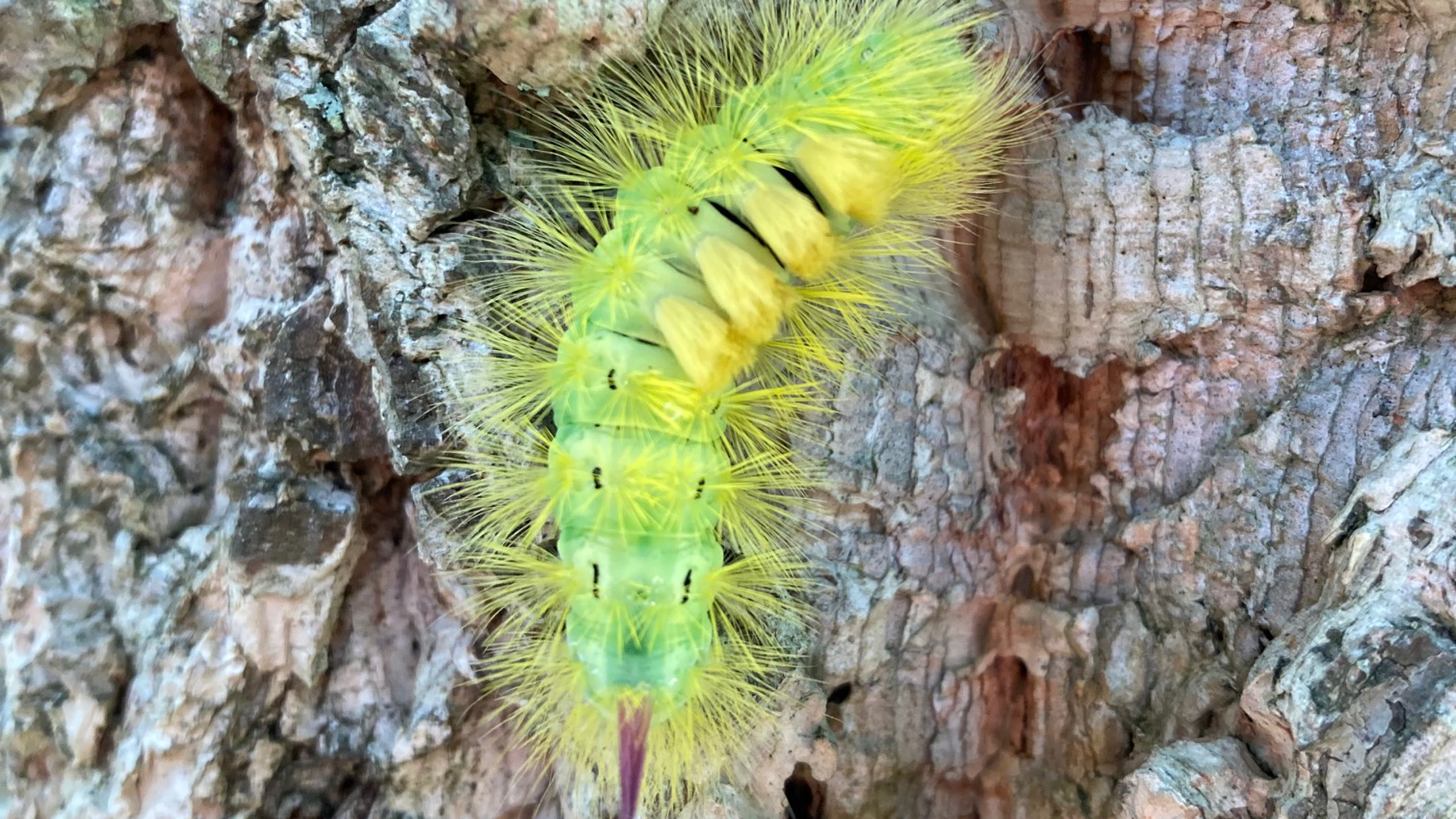 Yellow tussock caterpillar on bark of tree.