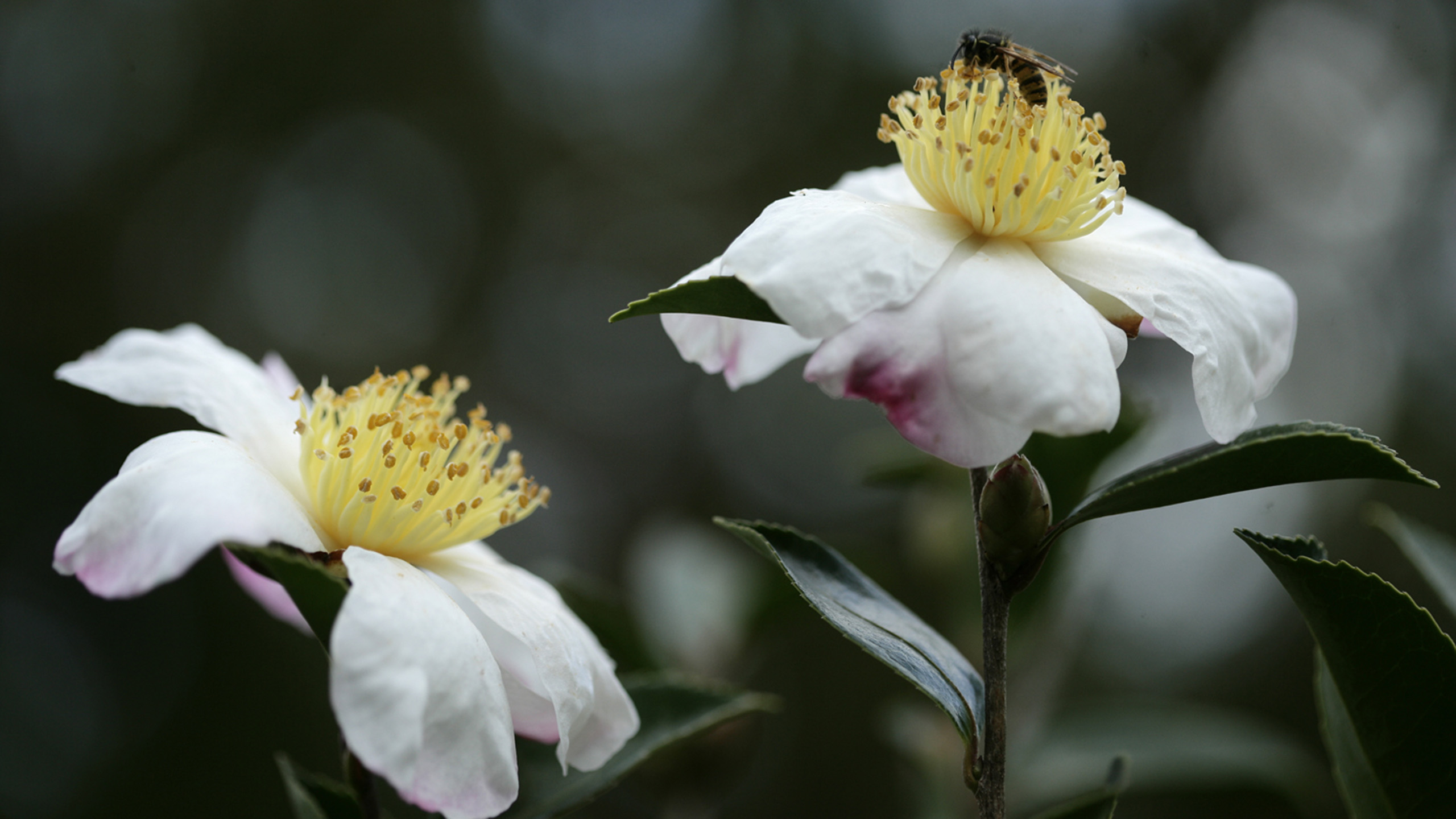 Two flowers with white petals and yellow centres. A bee rests on the flower on the right.