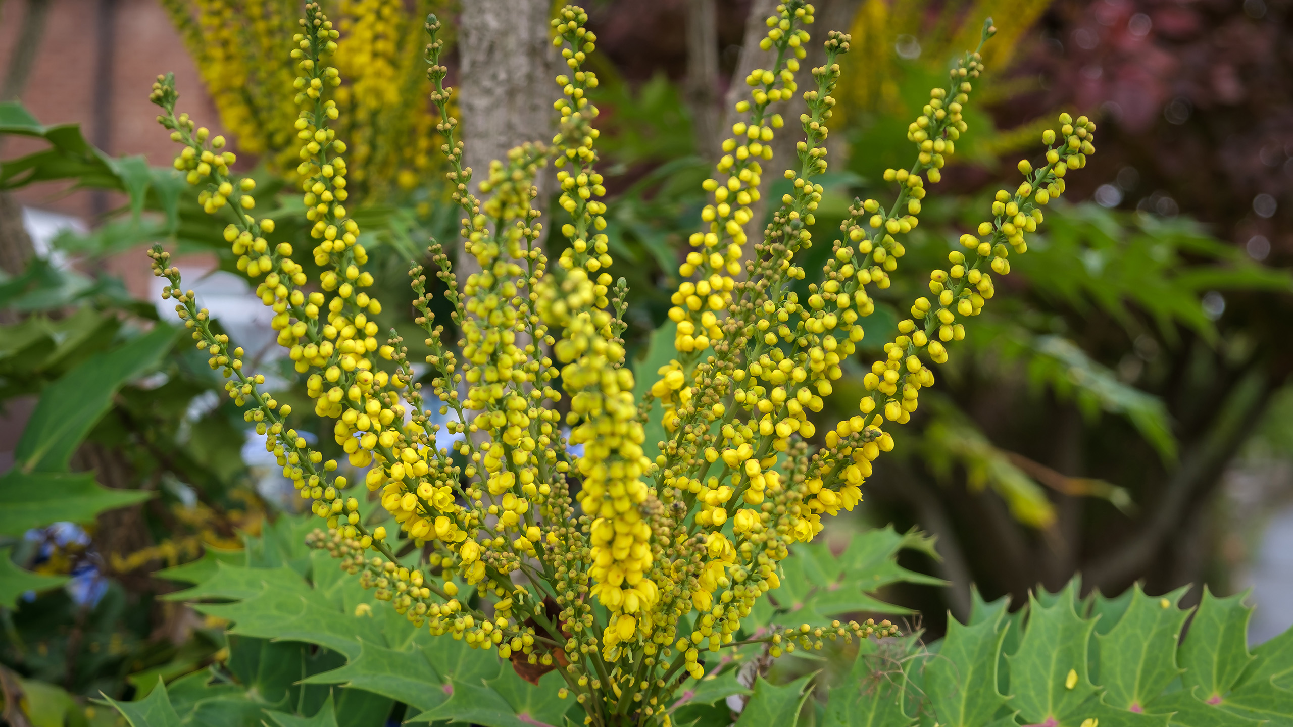 Yellow flowers stretch out on stalks of green with large flat green leaves beneath them