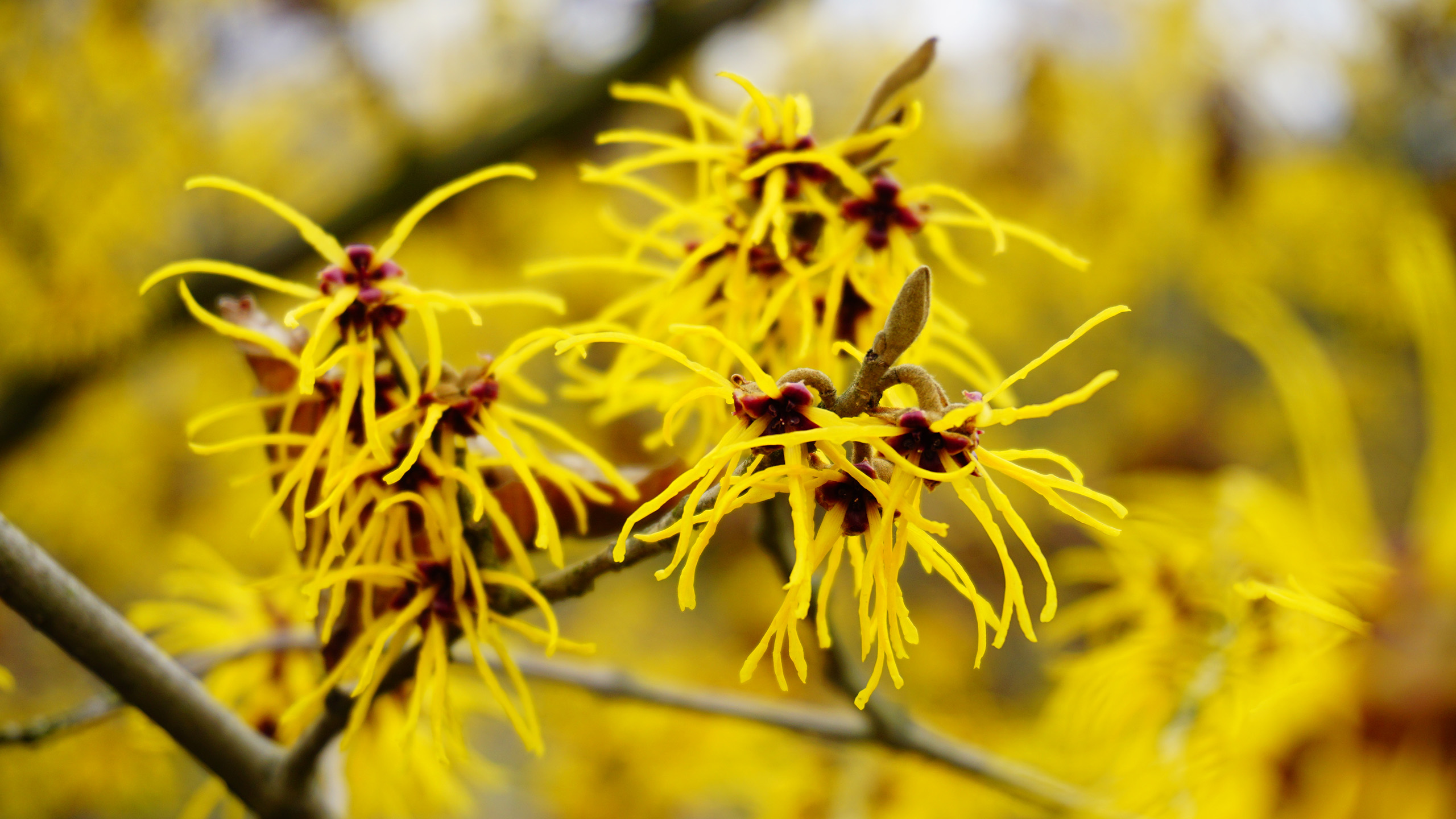 Yellow spider like flowers stretch out from a thin branch