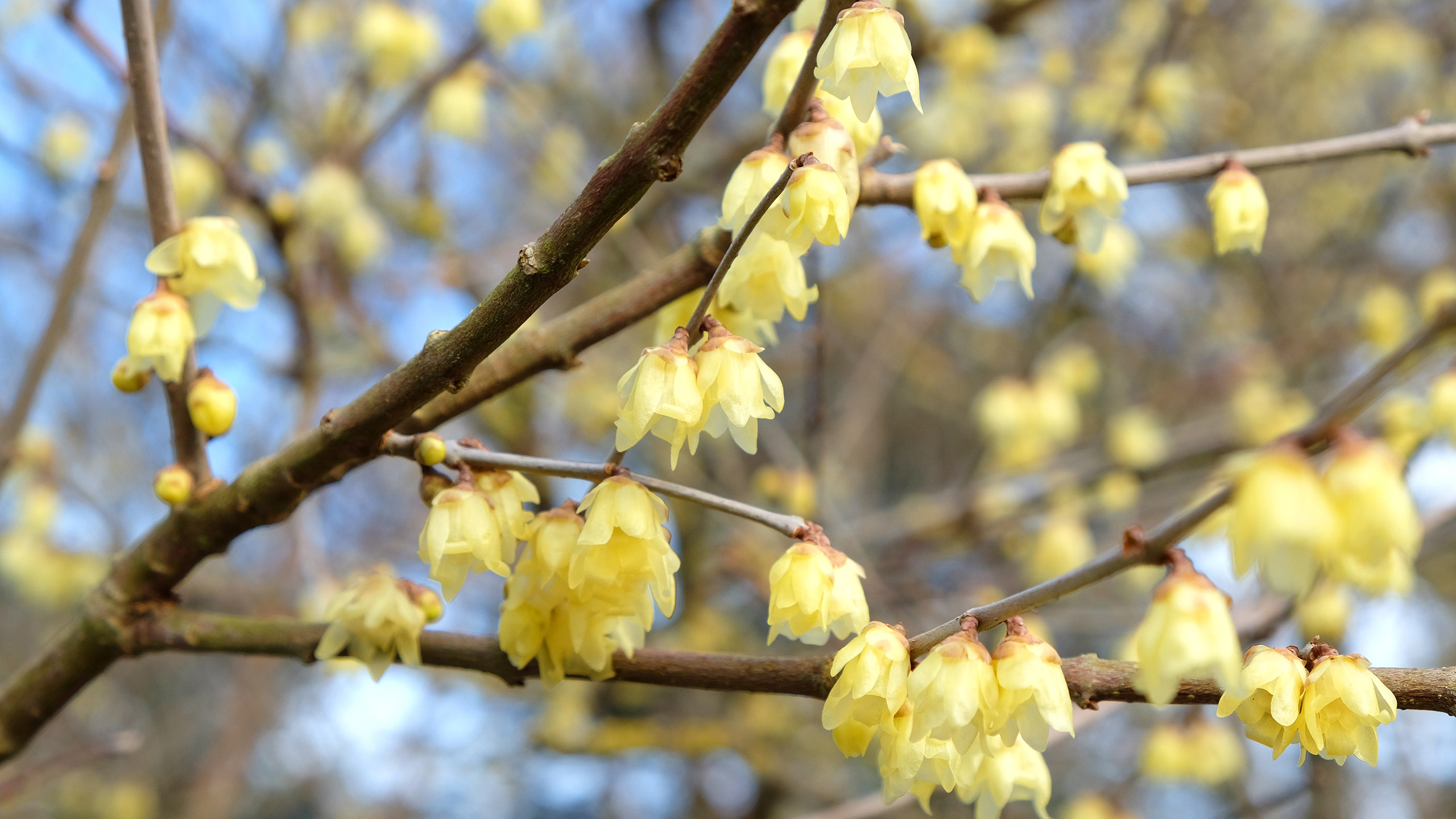Pale yellow flowers hang from thin branches