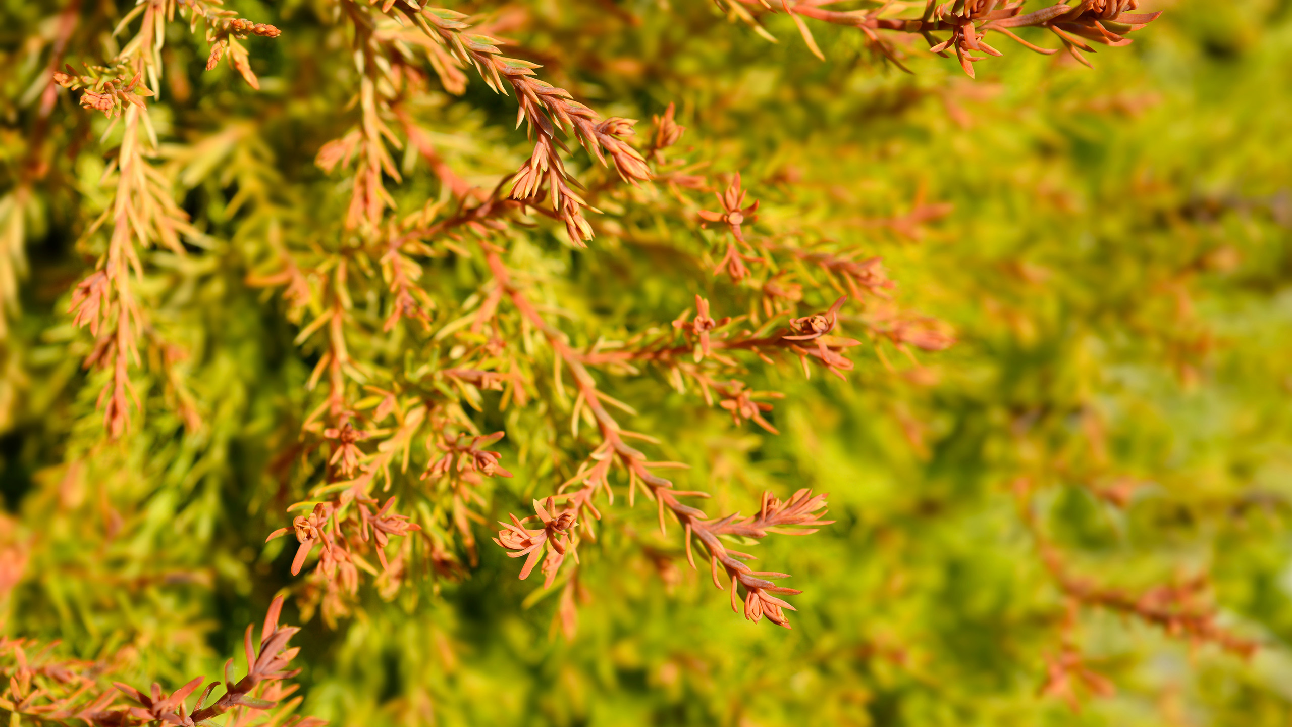 Golden leaves on a dwarf conifer tree