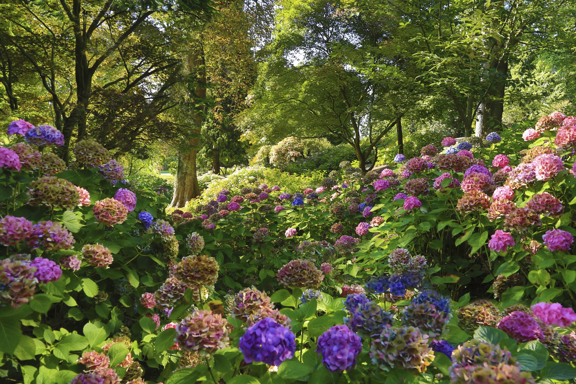 The Valley Gardens. Hydrangeas surrounded by trees.