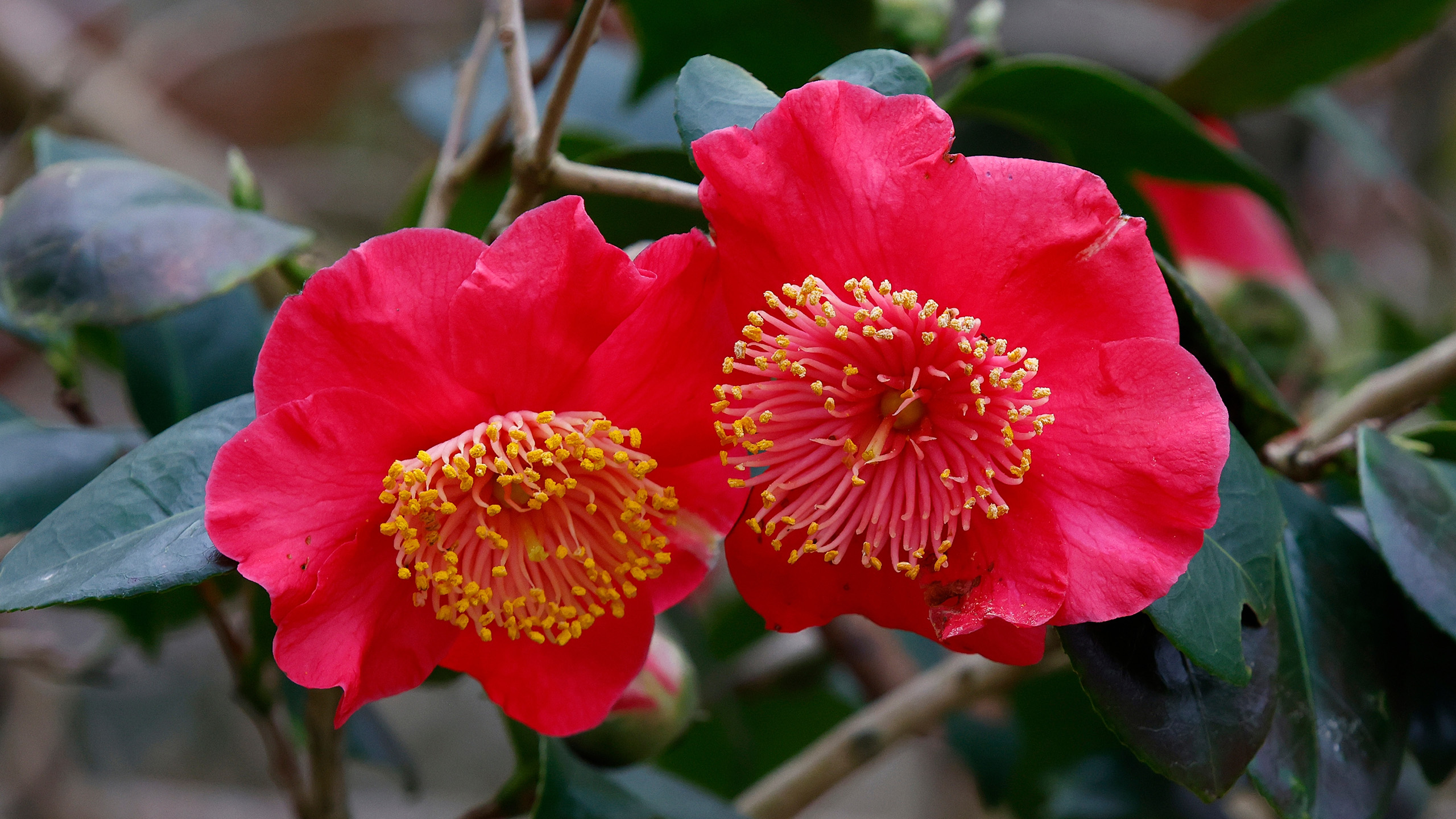 A close up of two red camellia flowers with large yellow centres